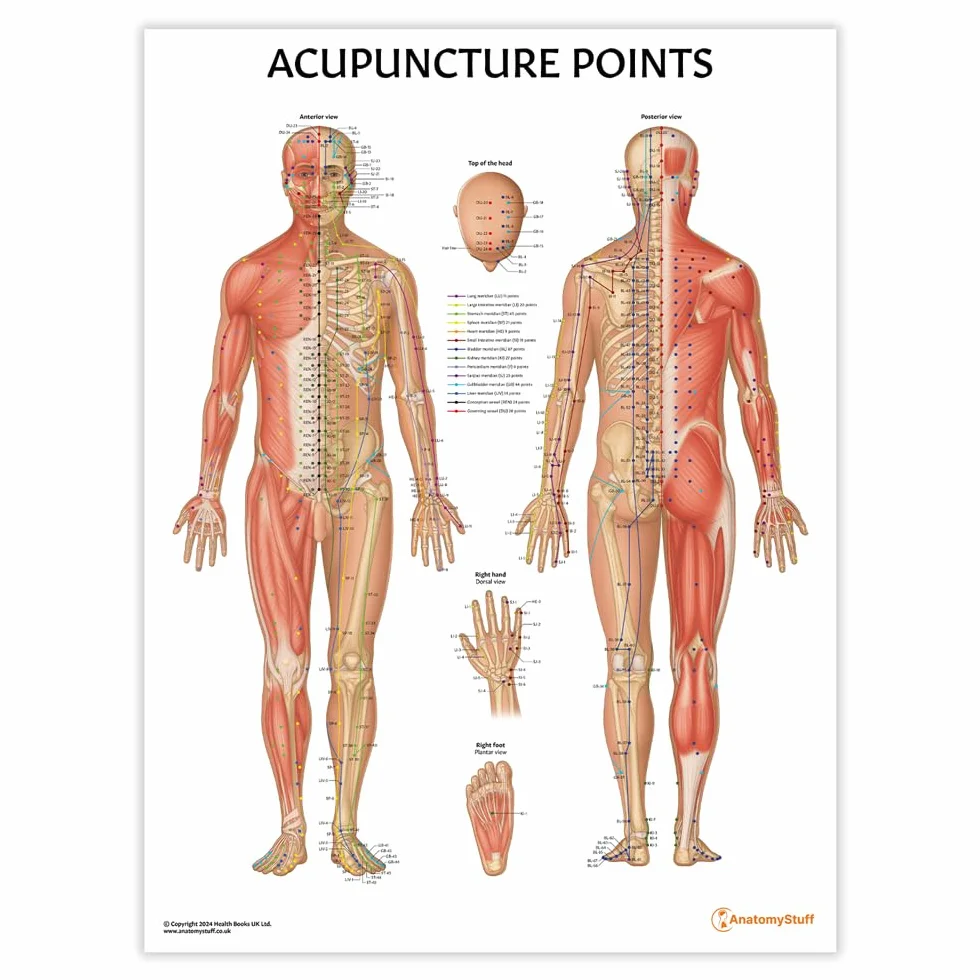 Anatomy Stuff Grafico dei punti di agopuntura/poster 45x60cm, 18x24 pollici, diagramma agopuntore, esposizione della clinica della medicina cinese, terapia dell'ago