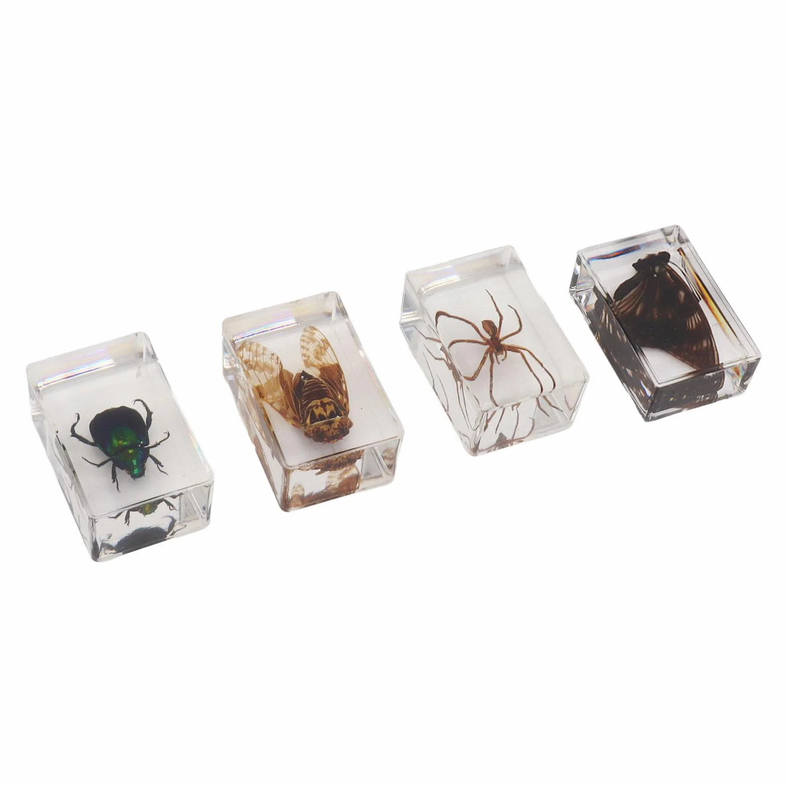 generic 12 PC I Campioni di Insetti Reali in Resina Chiara - 1: 1 SCIENZA Classroom Educational Toys, Collezione per Regali per Bambini per la Decorazione della Scrivania per la Casa,