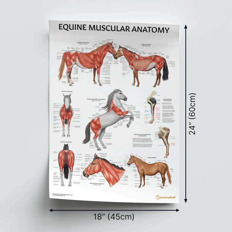 Poster di anatomia muscolare equina, 45 x 60 cm, 45 x 60 cm, illustrazione del sistema muscolare del cavallo, diagramma veterinario, grande muscoloso degli animali
