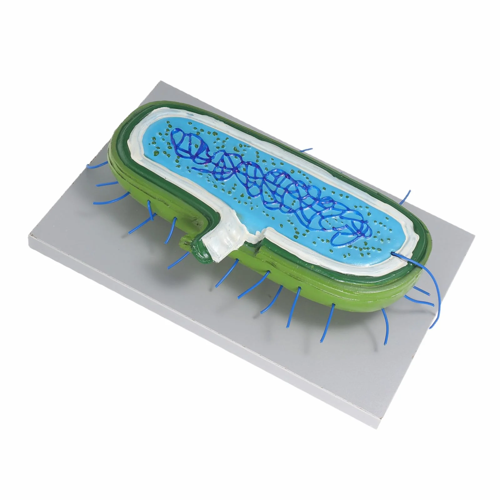 Cabilock Modello Interattivo per Lezioni Biologia Kit DIY per Costruire Struttura con Organelli Gioco Educativo per Studenti e Uso in Aula