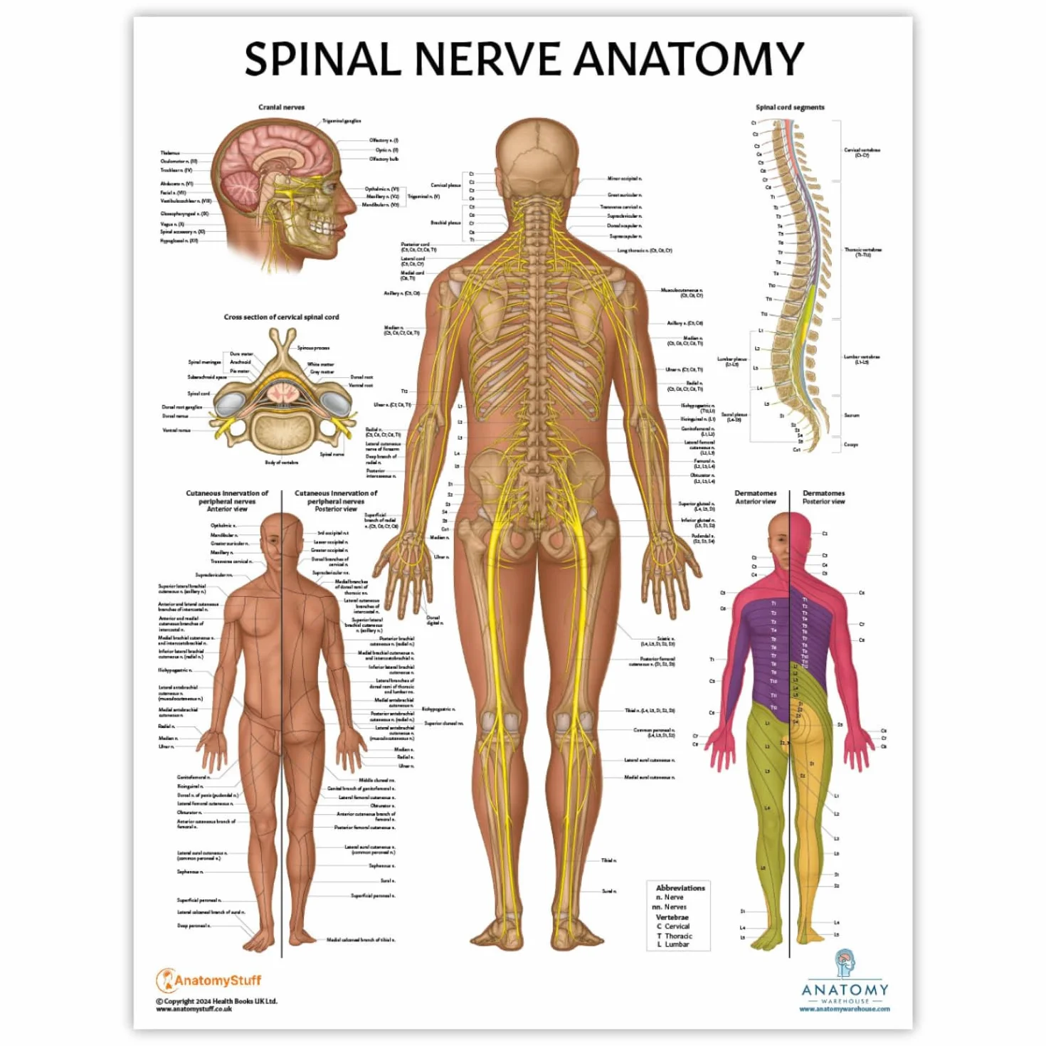 Anatomy Lab Confezione da 4 poster di anatomia umana muscoloso, scheletrico, legamenti delle articolazioni e nervi spinali, laminati, anatomia e fisiologia, 43 x 57 cm, confezione da 4