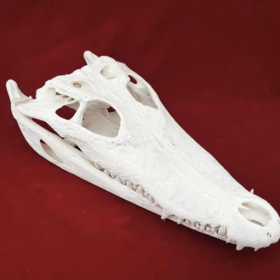 Arte di Cranio Coccodrillo Reale, Campione di tassidermia di Grande Cranio per Animali Science Education/Collectibles Study/Home & Office Decor, (Color : 25-30cm)