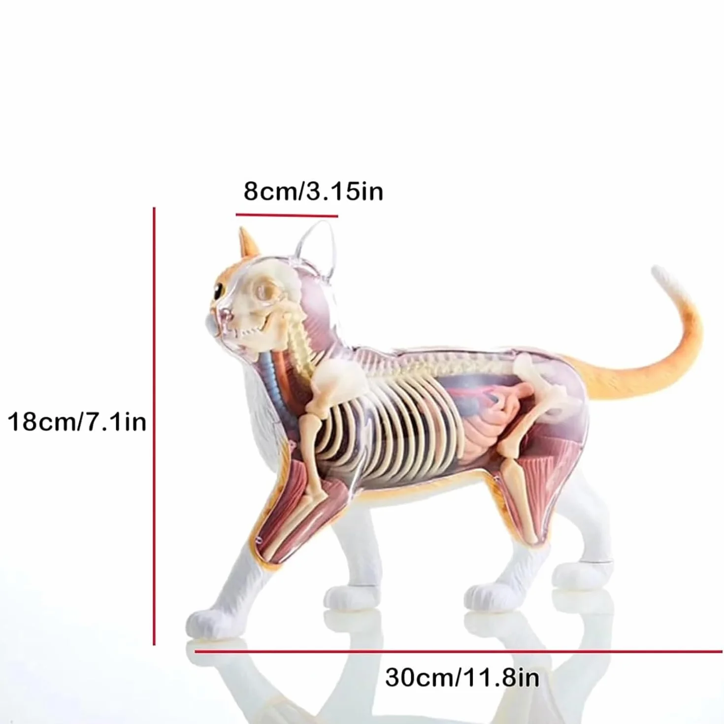 Modello Anatomico di Gatto 4D 28 Pezzi Kit di Modelli di Anatomia dello Scheletro di Gatto Arancione 4D Il Modello, Lungo 30 Cm, Contiene 28 Organi E Parti del Corpo Staccabili