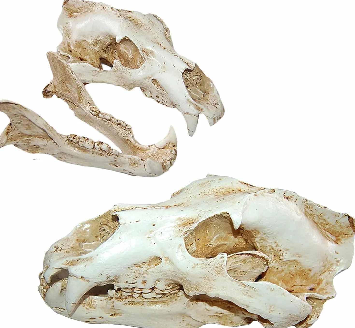 Cranio di animale, replica del teschio di orso polare in resina, modello di testa di anatomia del teschio di animale, collezione di strumenti educativi for studi veterinari, decorazione