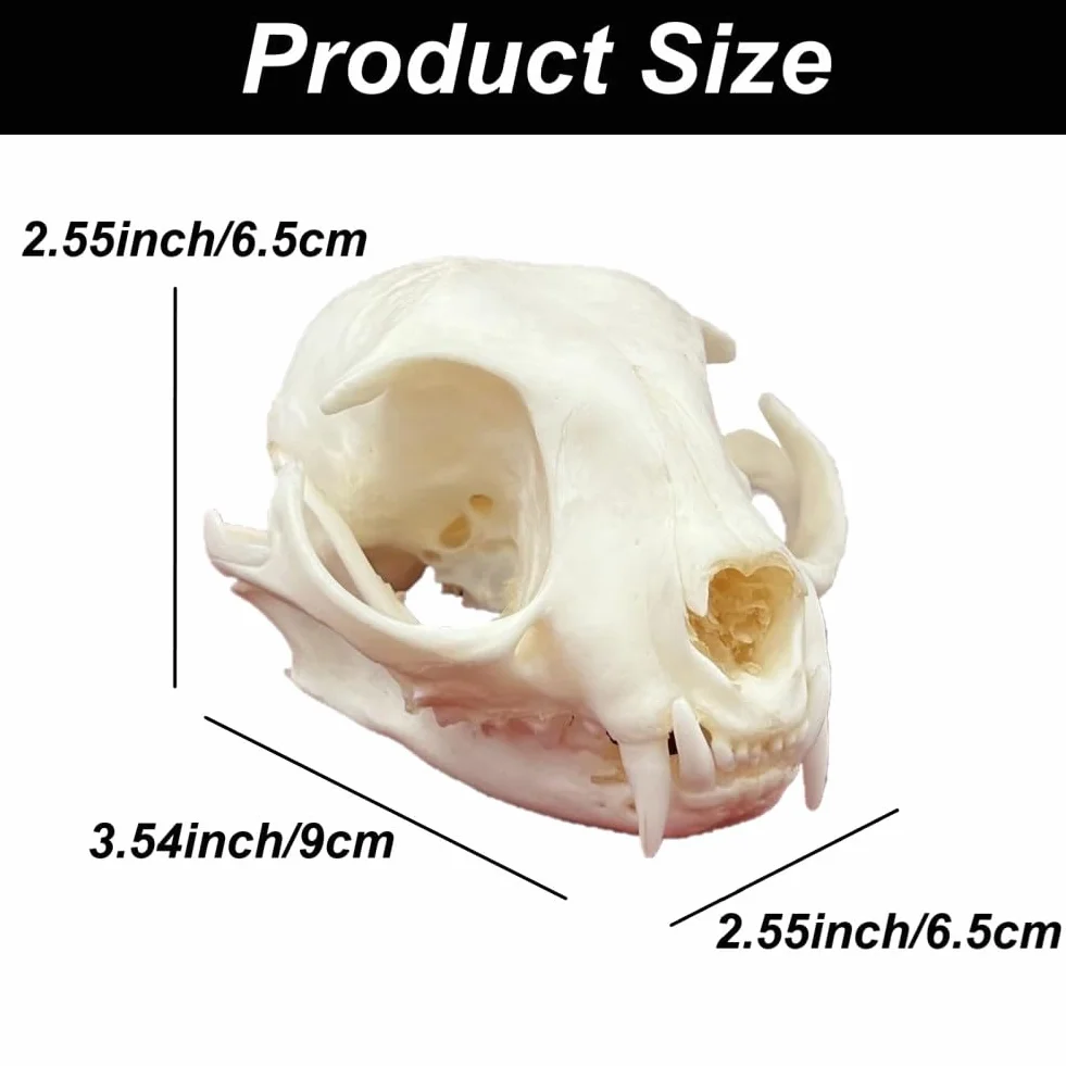 DRXRD Ossa Animali Tassidermie, Esemplare di Cranio Animale Naturale, Decorazione dello Scheletro dei Teschi in Resina, per l'educazione e l'insegnamento delle Scienze Cat Skull