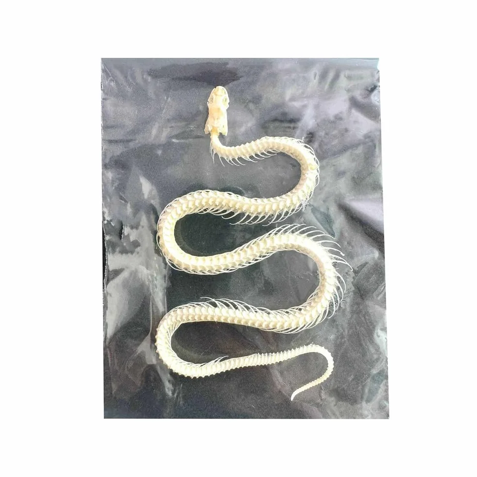 Scheletro di Serpente Reale Campione Animale Reale Collezionabili Decorazioni da Tavolo Regali Speciali
