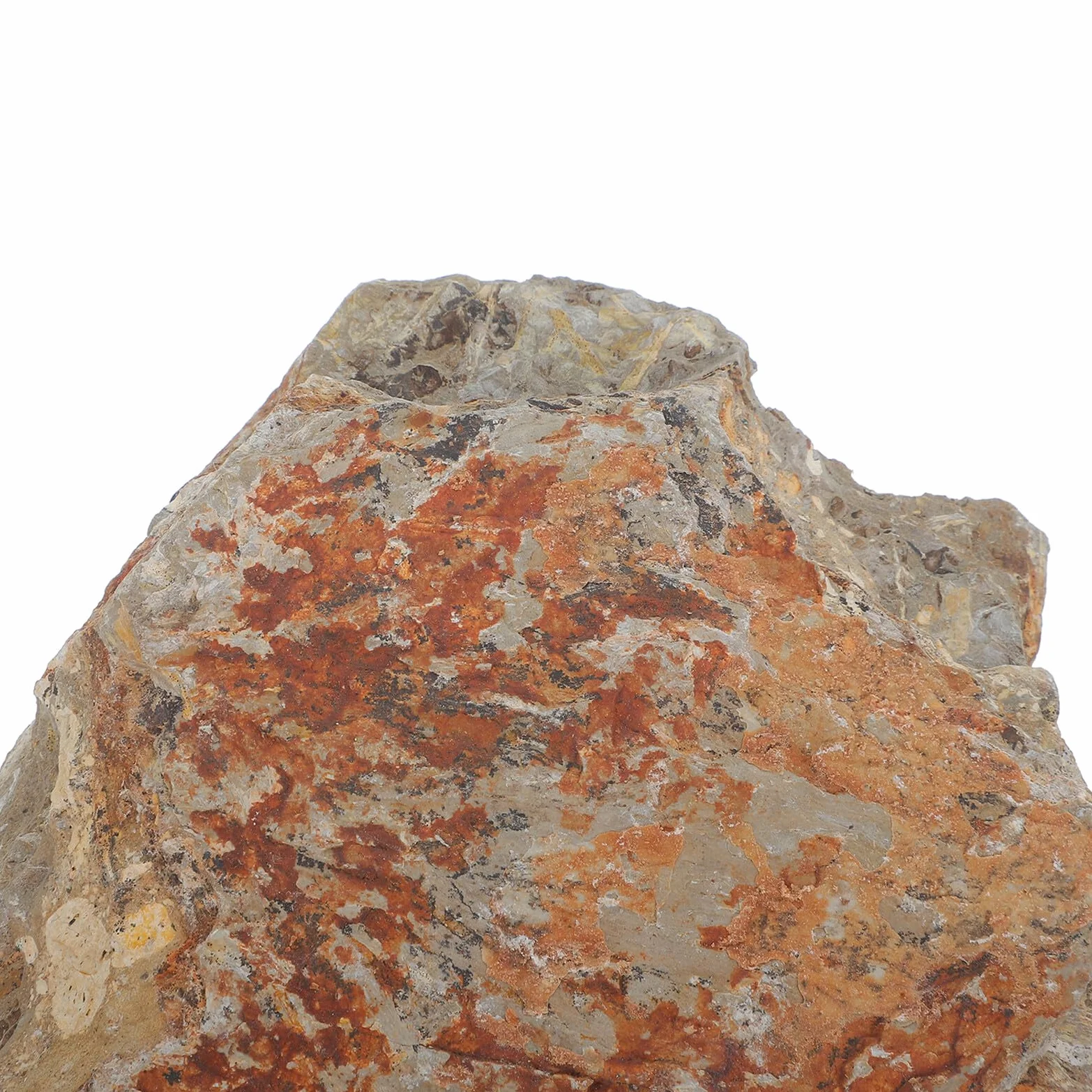 KOMBIUDA Campione di Felce Autentico in Pietra Naturale, Decorazione Elegante per Scrivania, Reperto Paleobotanico Duraturo per Collezione Scientifica e Arredamento Interno