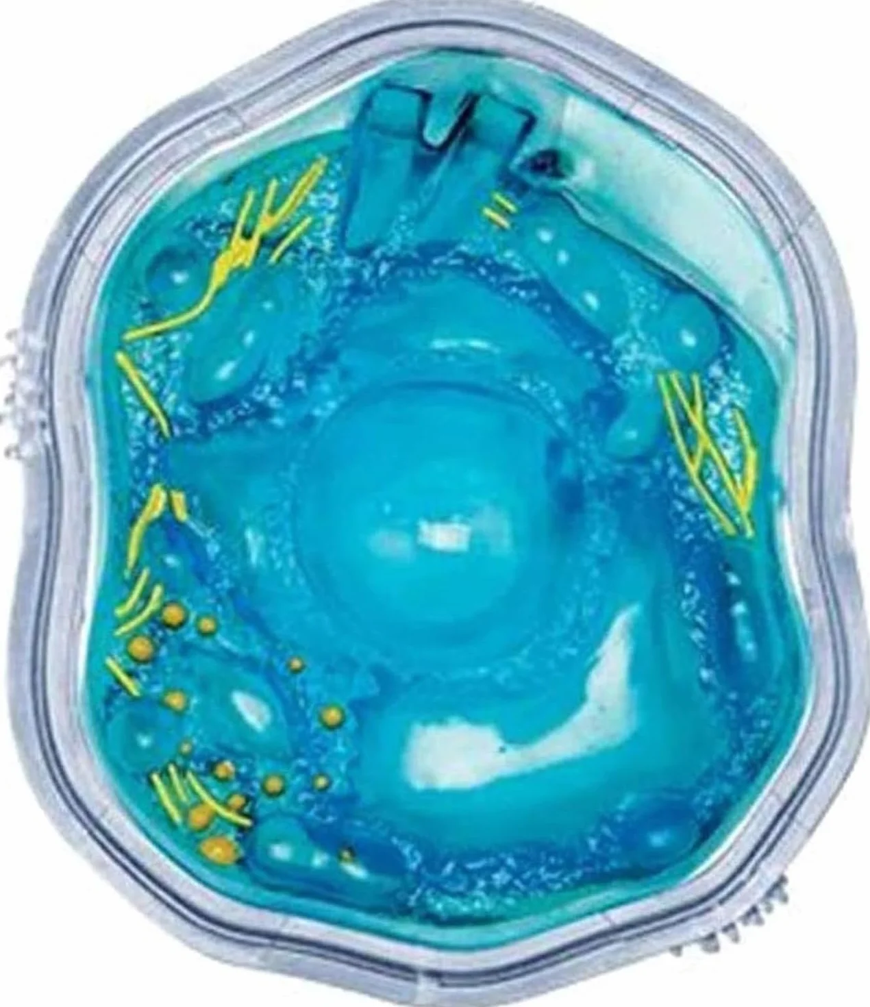 Biology Animal Cells Organ Anatomical Model, Animal and Plant Assembly and Medical Lessons Cell Model Teaching