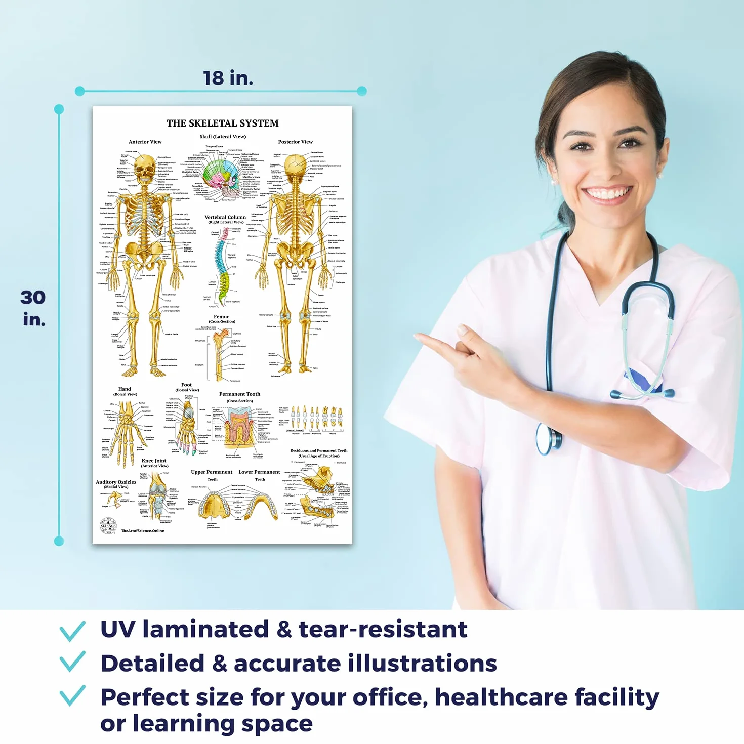 12 poster di anatomia umana - Poster medici, circolatorio, scheletrico, maschile, femminile, muscoloso, linfatico, riproduttivo, nervoso, digestivo, endocrino, sistemi respiratori, modelli, scienza