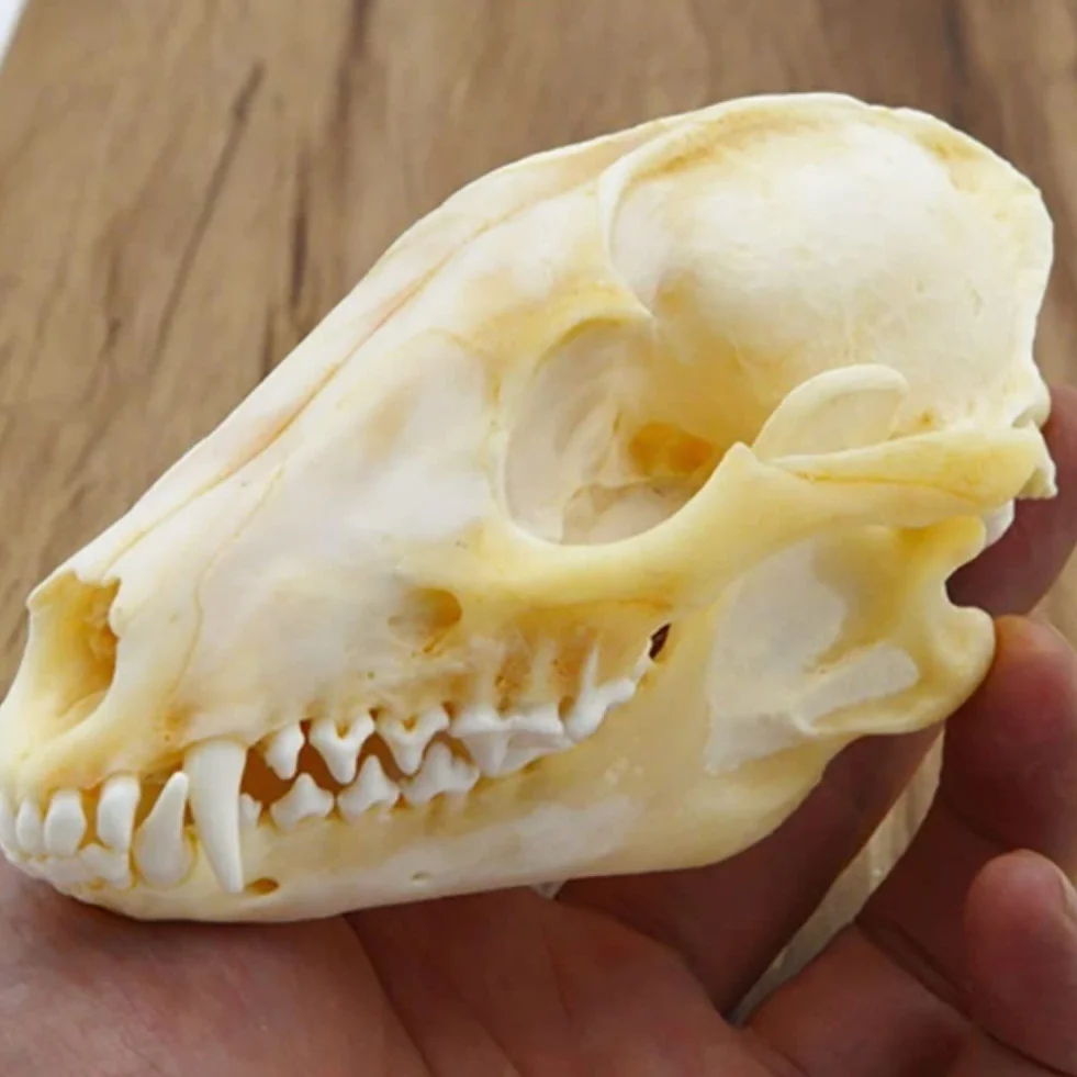 Vero Teschio di Animale, Gatto/Cane/Volpe/Nutria/Procione/Topo muschiato/Visone/Coniglio esemplari di Teschio per la Decorazione Domestica da Collezione Studio(Fox)