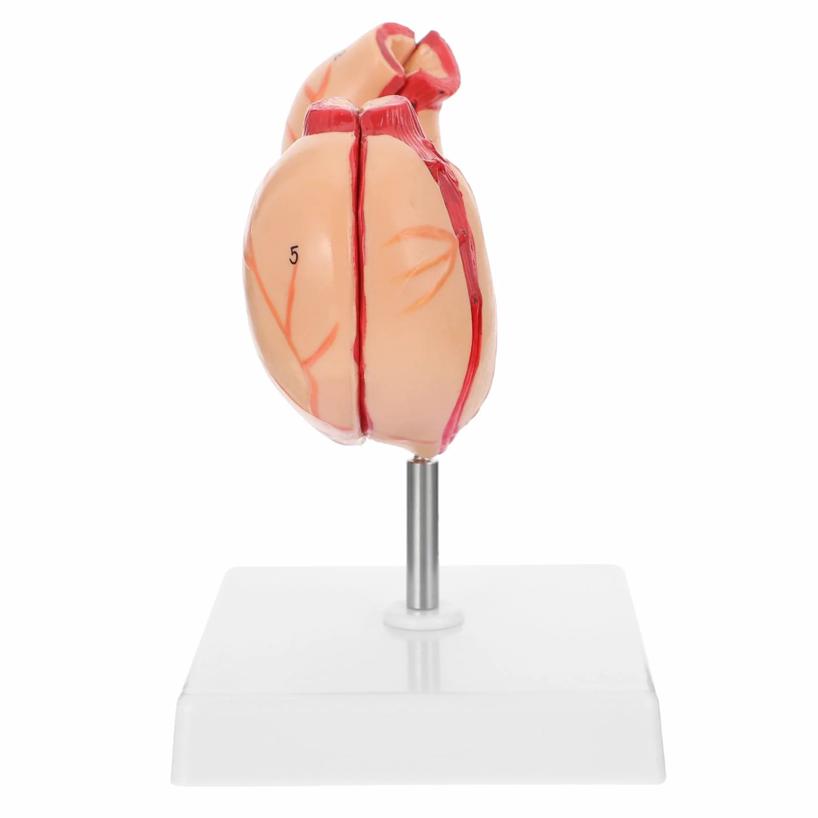 TOPBATHY 1pezzi Modello Anatomico dello Stomaco Umano Sussidio Didattico per Scienze Scolastiche Materiale Educativo Biologicog