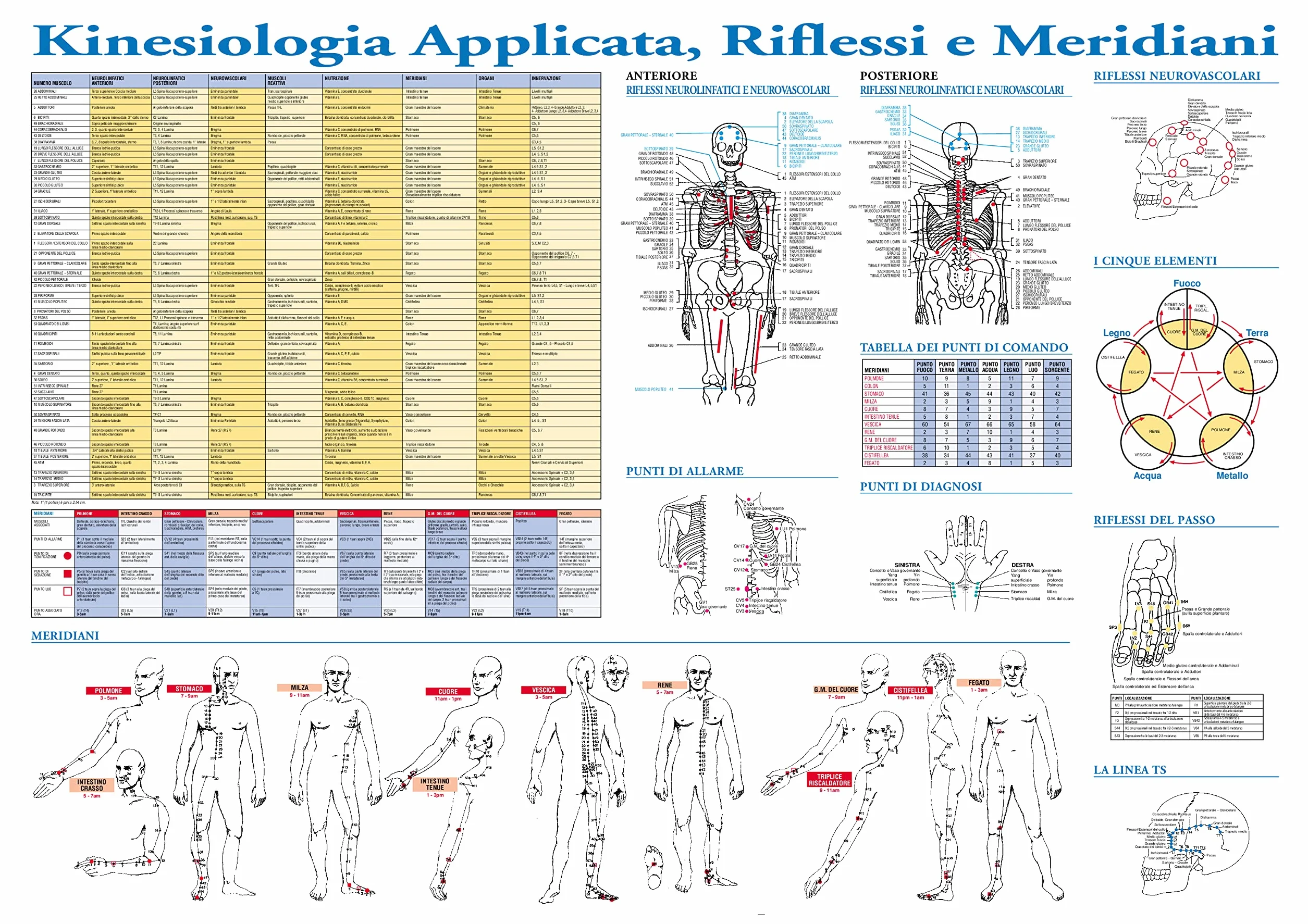 Plakat Kinesiologia Stosowana Mięśni Punkty Refleksyjne Neurologiczne 84.3x59 cm
