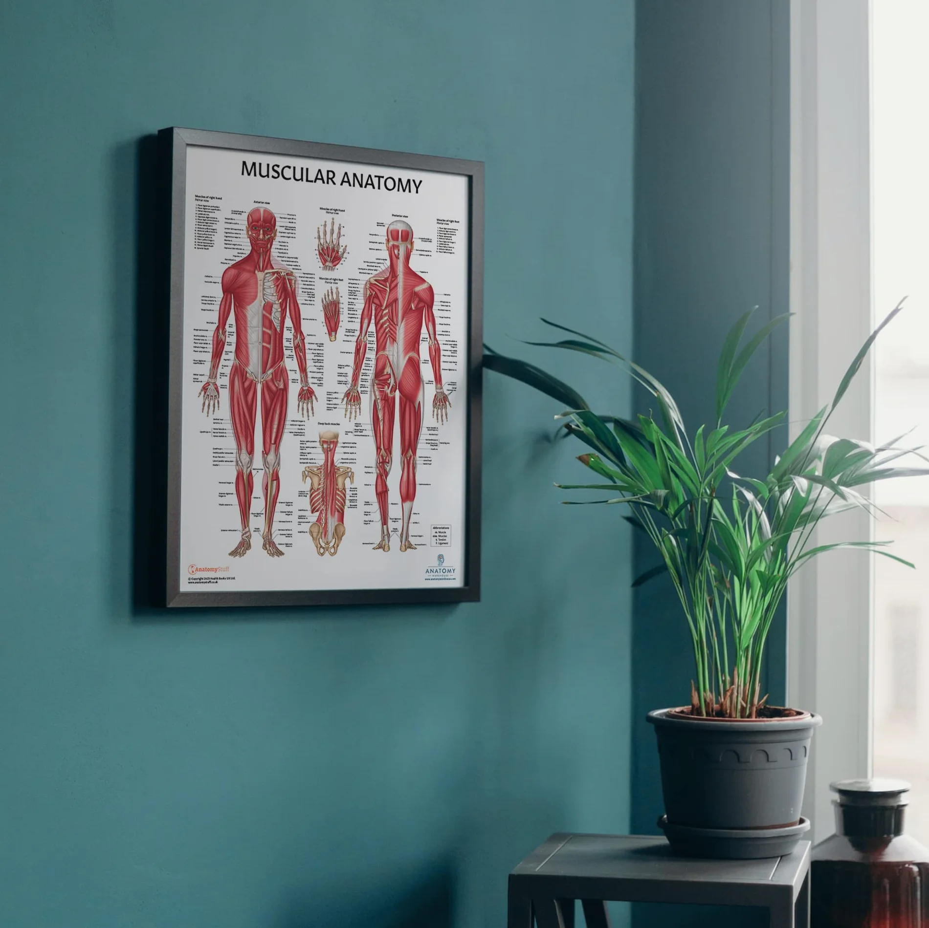Anatomy Lab Confezione da 4 poster di anatomia umana muscoloso, scheletrico, legamenti delle articolazioni e nervi spinali, laminati, anatomia e fisiologia, 43 x 57 cm, confezione da 4