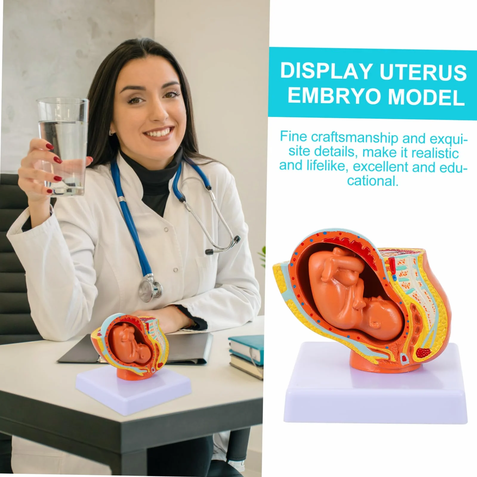 Amosfun Modello Fetale a Termine in Utero Femminile in PVC, 9 Mesi, per Insegnamento in Scuole di Fisiologia, Studenti