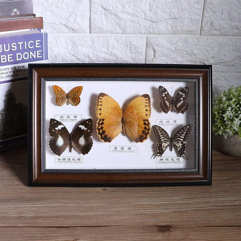 Esemplare di Farfalle, esemplari di Farfalle Vere esemplari di Insetti, 5 Pezzi di Farfalle per colleghi Amici(Black Frame)