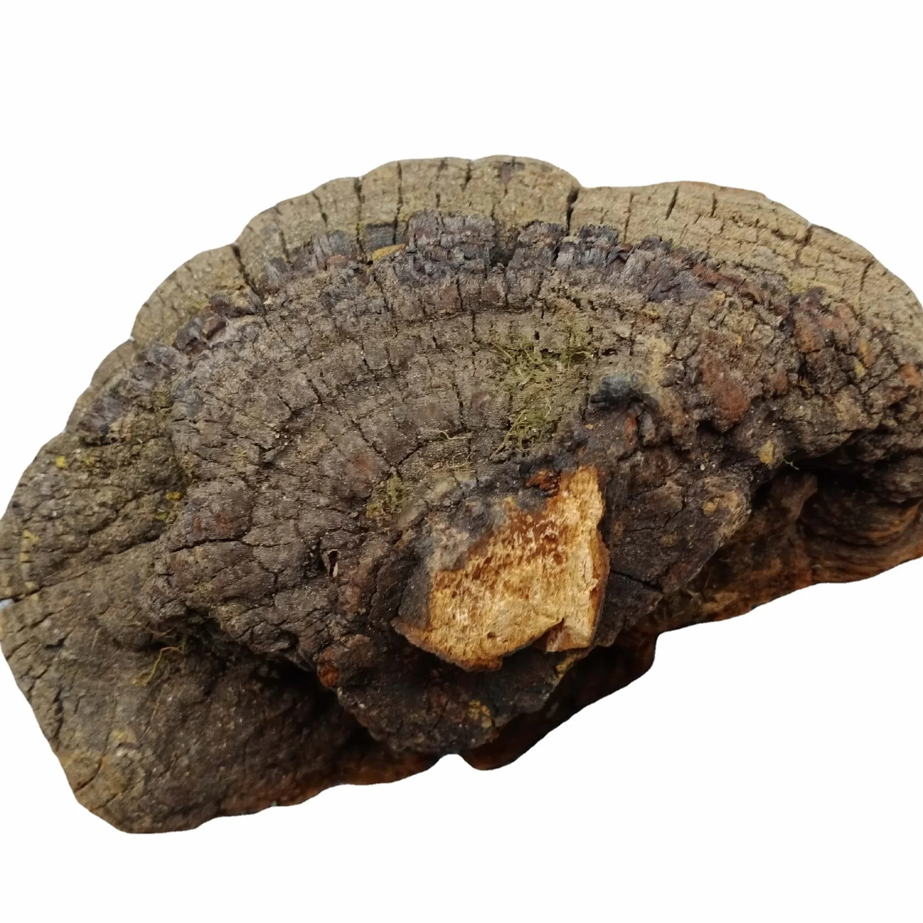 WonderLand Herbs Crescita selvatica Tibet Phellinus linteus/Phellinus igniarius Gelso 125 grammi