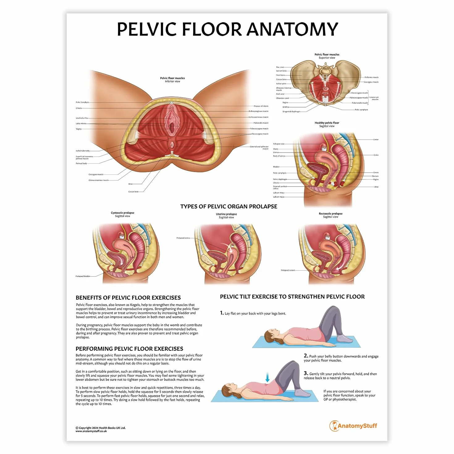 AnatomyStuff - Poster/Carta Anatomia del Pavimento Pelvico 45x60cm, 18 x 24 pollici, Anatomia Ginecologica, Anatomia Femminile, Rafforzamento del Pavimento Pelvico