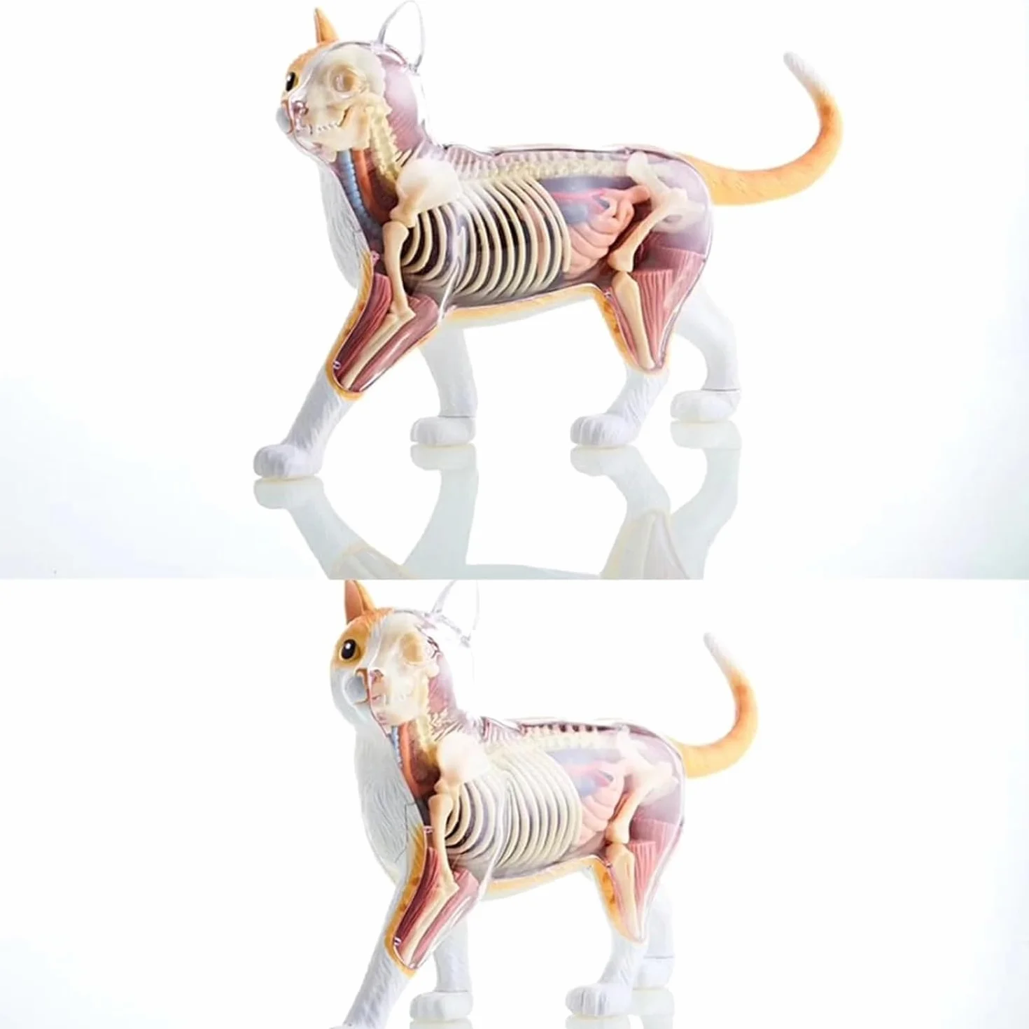 Modello Anatomico di Gatto 4D 28 Pezzi Kit di Modelli di Anatomia dello Scheletro di Gatto Arancione 4D Il Modello, Lungo 30 Cm, Contiene 28 Organi E Parti del Corpo Staccabili