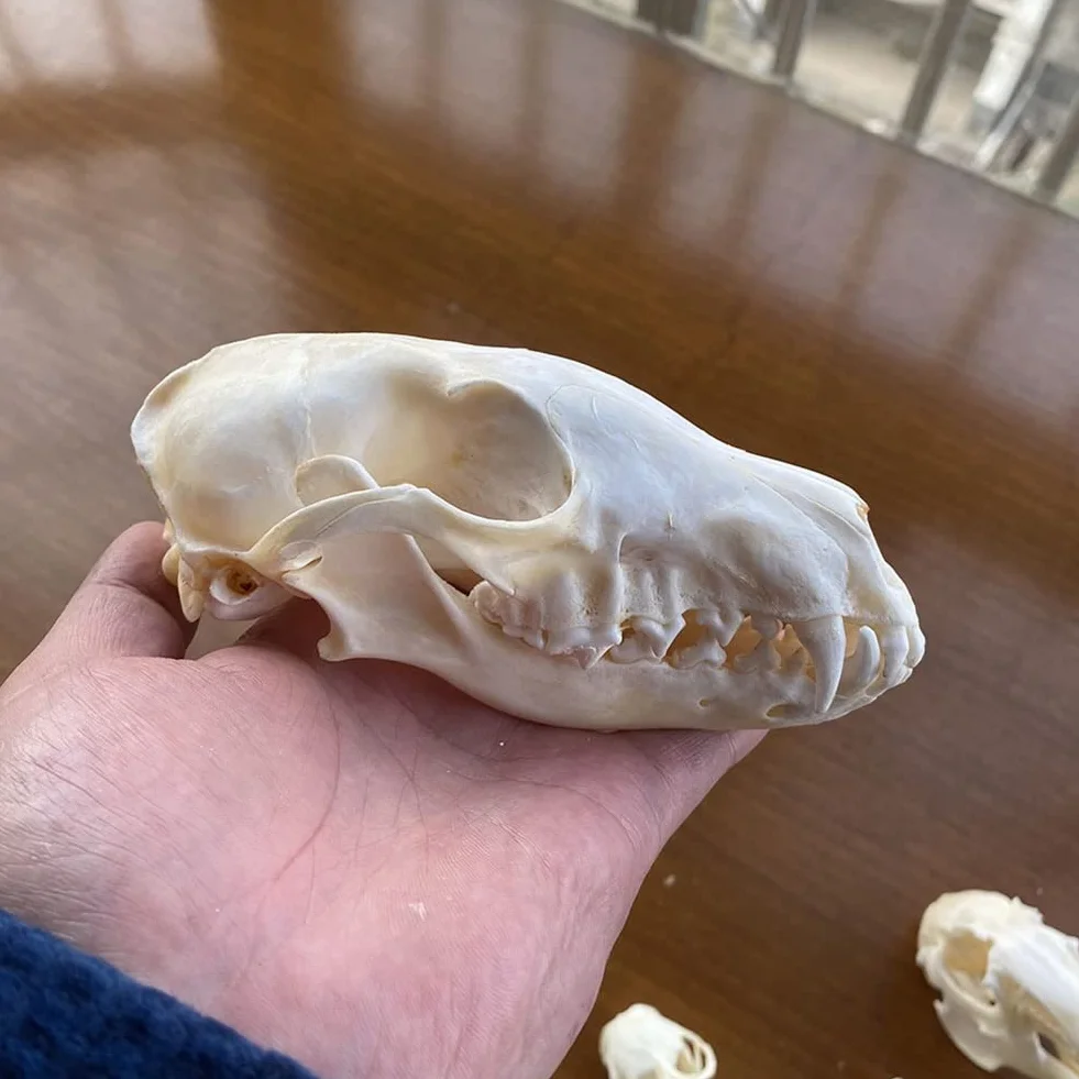 Vero Teschio di Animale, Gatto/Cane/Volpe/Nutria/Procione/Topo muschiato/Visone/Coniglio esemplari di Teschio per la Decorazione Domestica da Collezione Studio(Fox)