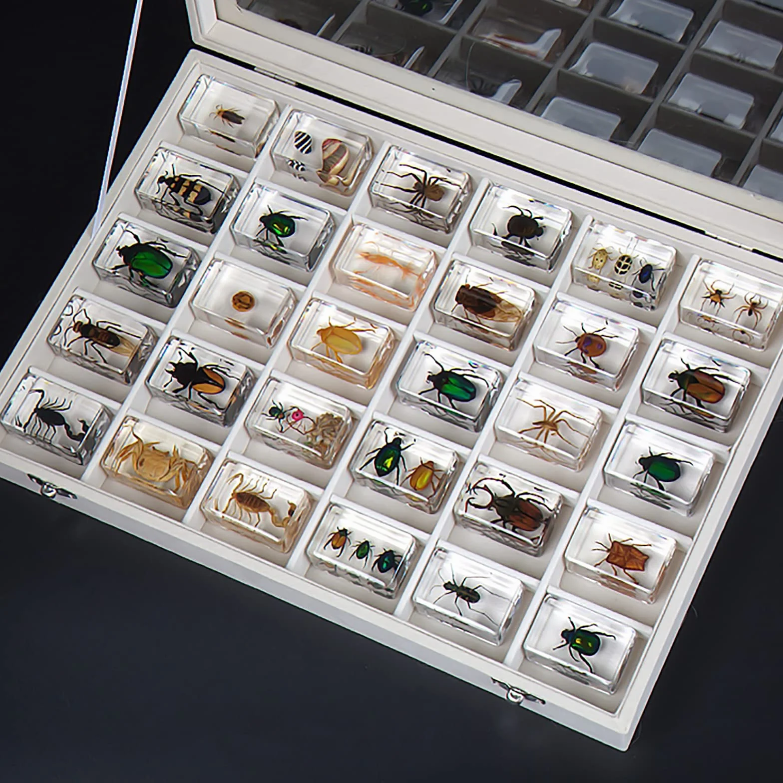 Specie di Insetti Campione Resina Set,Insetti in Resina,Giocattoli Animali Esemplare Fermacarte Collezione Bambino,Regalo di Compleanno,Giochi investigativi,Arredamento per la casa