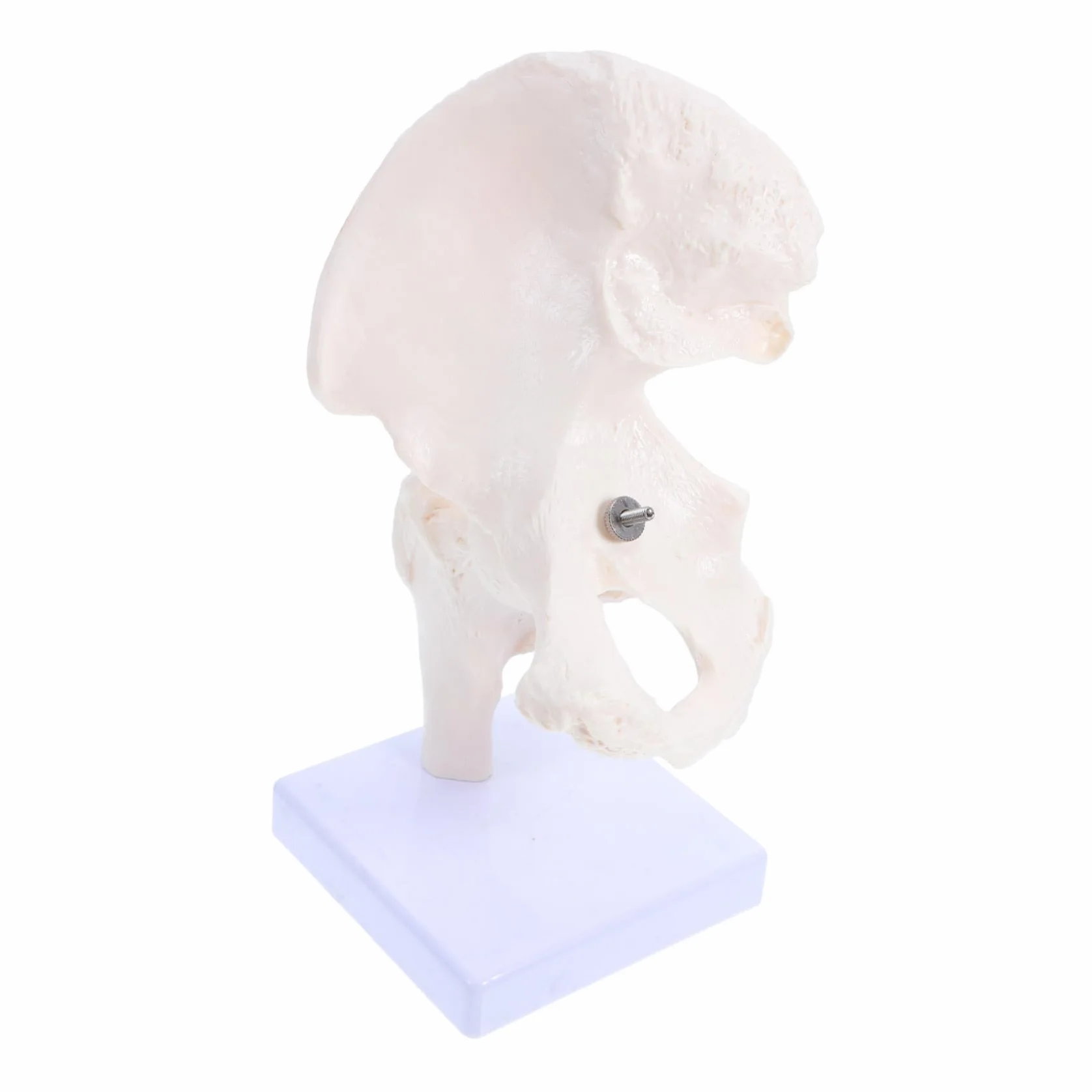 PRETYZOOM Modello Scheletro Umano Anatomico Struttura Scheletrica Giocattolo Modello Didattico per Studio Parte Rimovibile Materiale Durevole