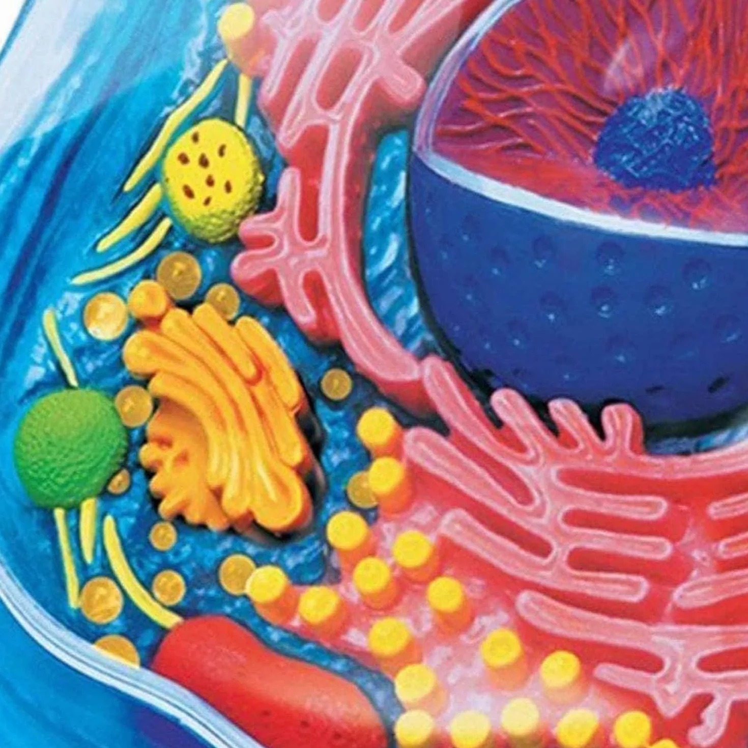 Biology Animal Cells Organ Anatomical Model, Animal and Plant Assembly and Medical Lessons Cell Model Teaching