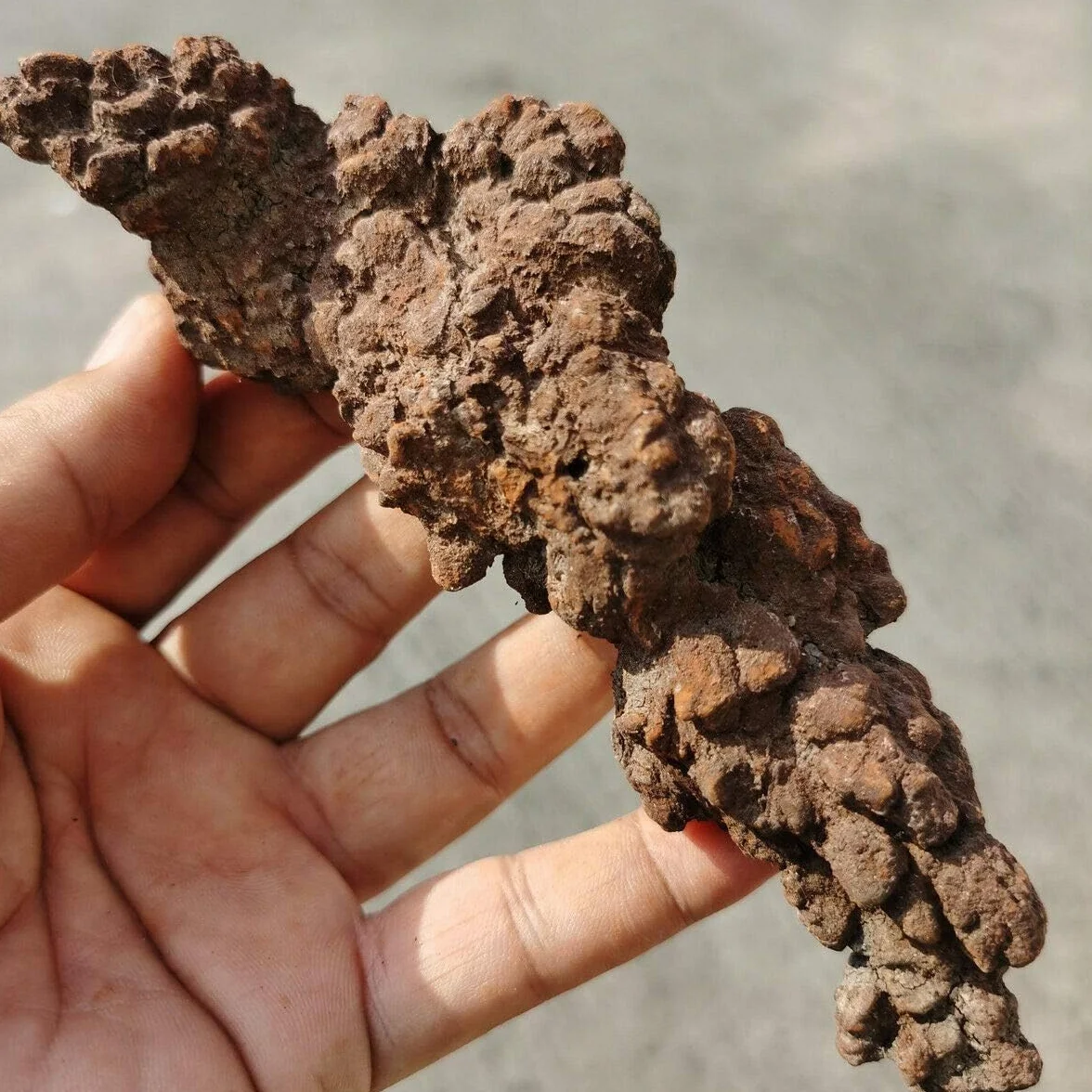 Coprolite Autentica pietra minerale fossilizzata preistorica naturale, esemplare di letame, lunghezza 5,1-10,2 cm, dinosauro coprolite feci, traccia feci fossili (scheda informativa inclusa)