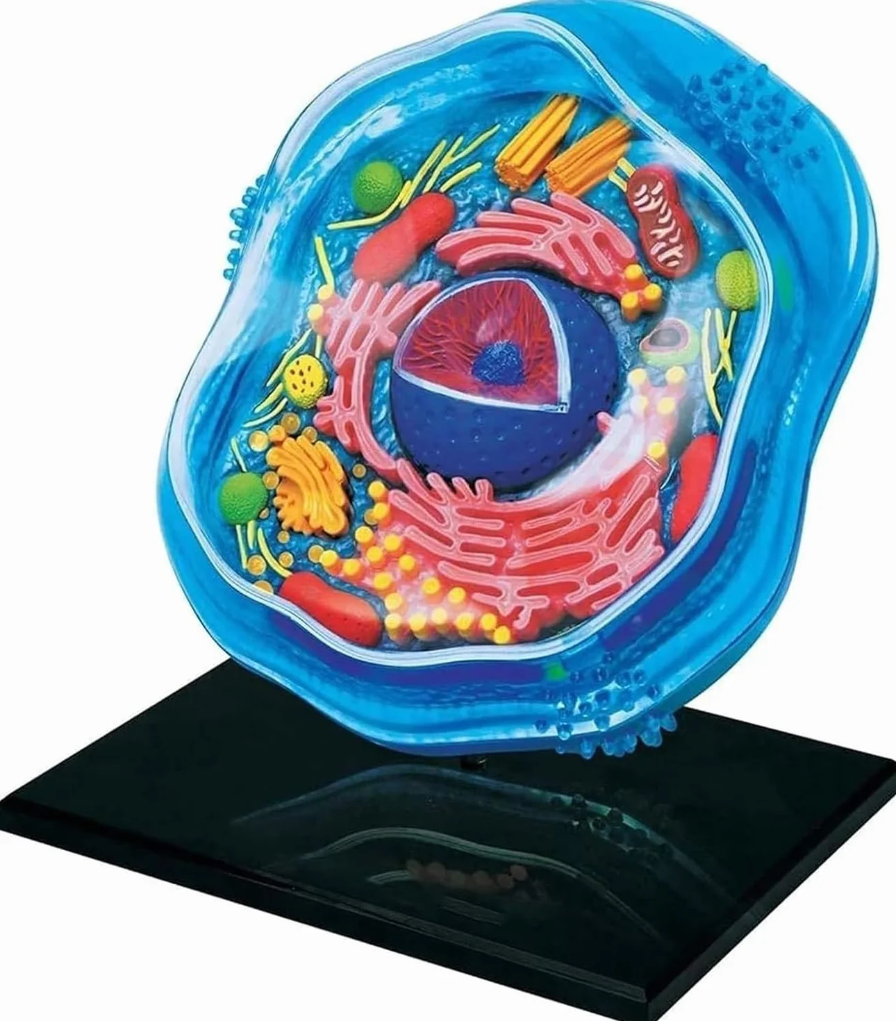 Biology Animal Cells Organ Anatomical Model, Animal and Plant Assembly and Medical Lessons Cell Model Teaching
