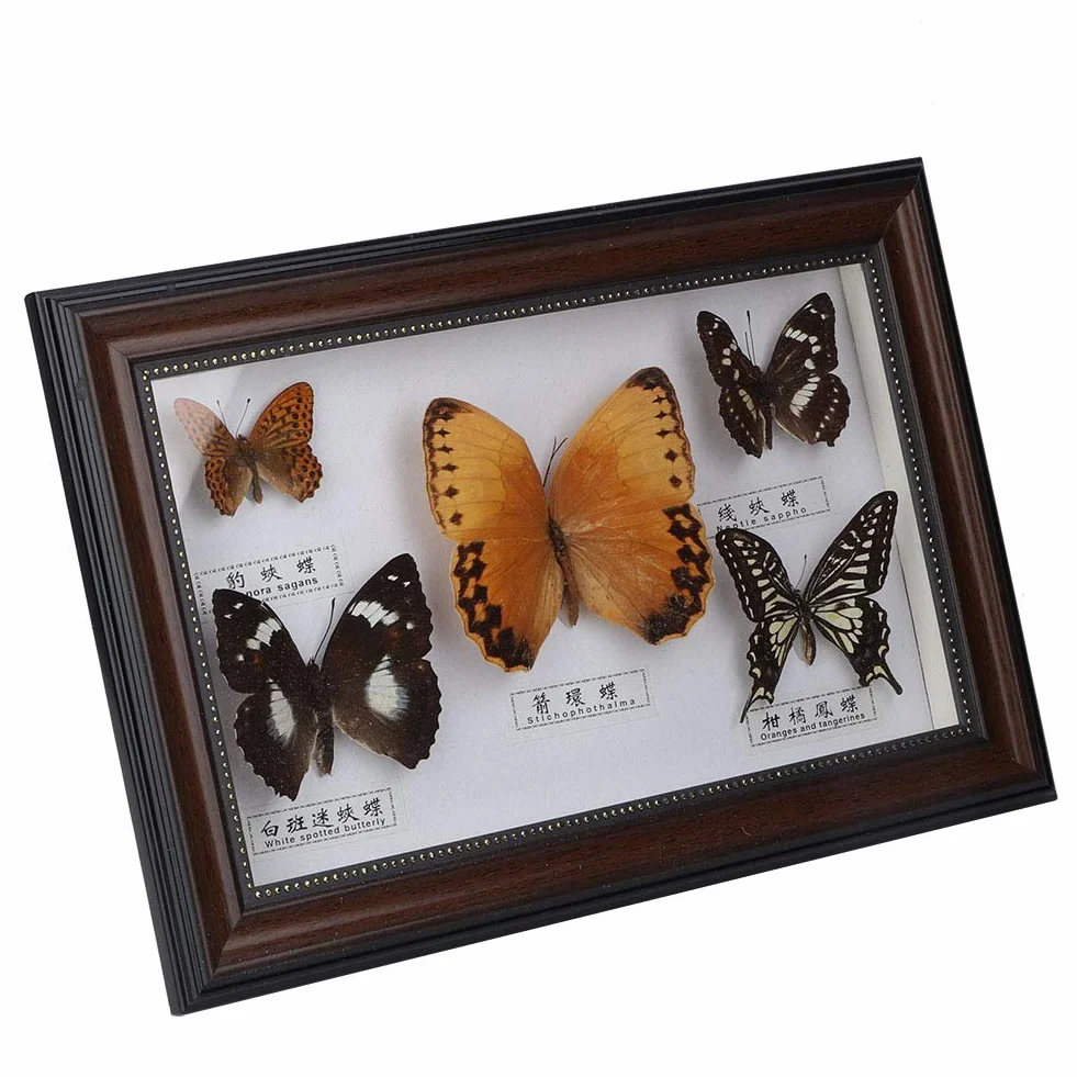 Esemplare di Farfalle, esemplari di Farfalle Vere esemplari di Insetti, 5 Pezzi di Farfalle per colleghi Amici(Black Frame)