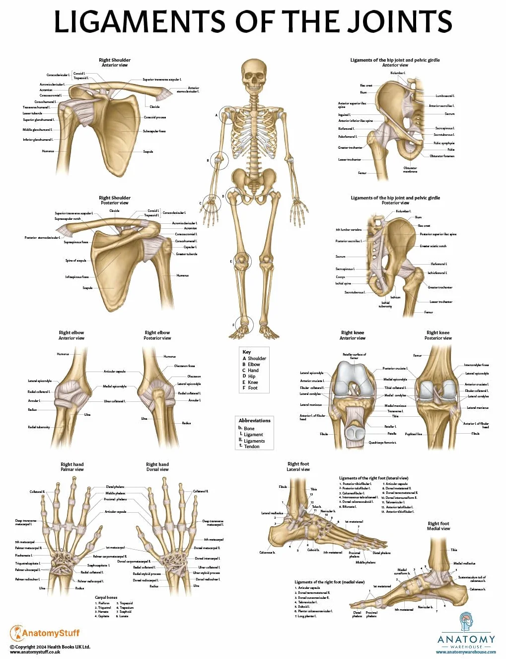 Anatomy Lab Confezione da 4 poster di anatomia umana muscoloso, scheletrico, legamenti delle articolazioni e nervi spinali, laminati, anatomia e fisiologia, 43 x 57 cm, confezione da 4