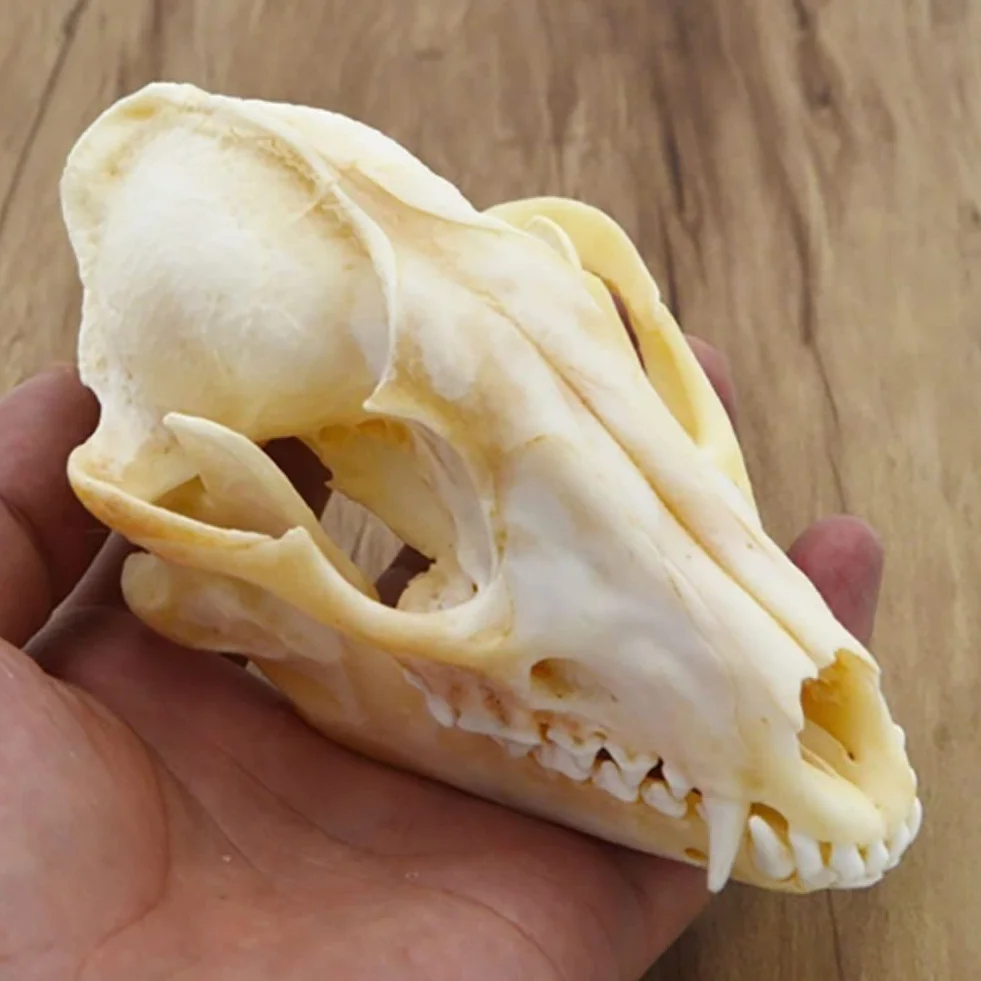 Vero Teschio di Animale, Gatto/Cane/Volpe/Nutria/Procione/Topo muschiato/Visone/Coniglio esemplari di Teschio per la Decorazione Domestica da Collezione Studio(Fox)