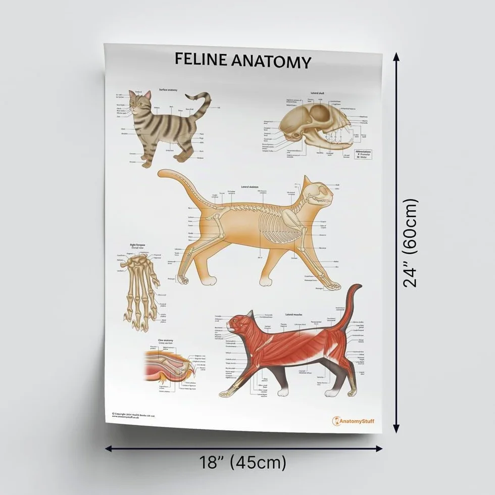 Poster di anatomia felina, 45 x 60 cm, anatomia del gatto, clinica veterinaria, sistema scheletrico e muscolare, illustrazioni veterinarie