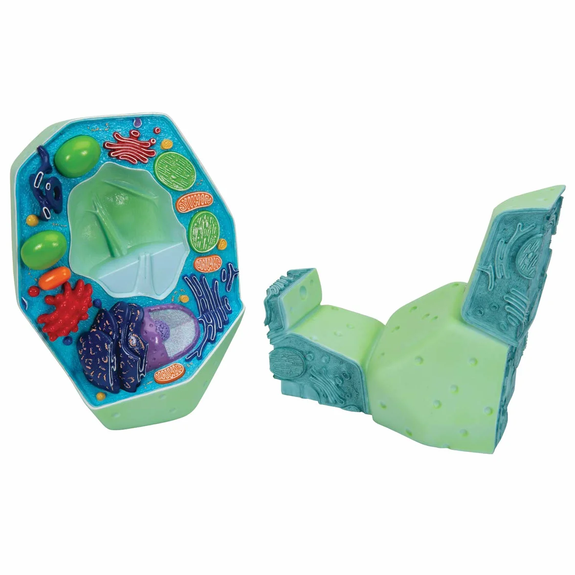 3B Scientific R05 Modello la Cellula Vegetale