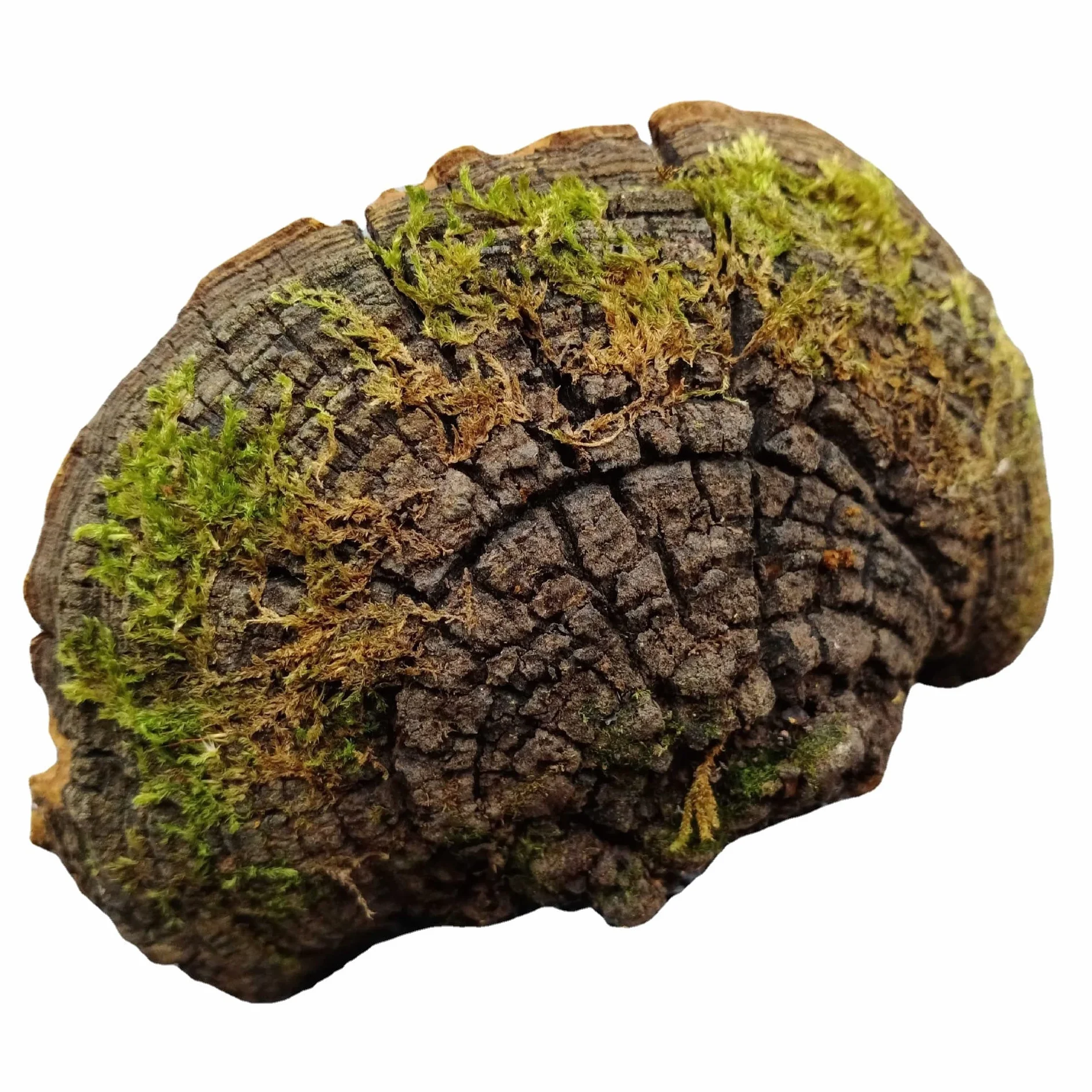 WonderLand Herbs Crescita selvatica Tibet Phellinus linteus/Phellinus igniarius Gelso 125 grammi