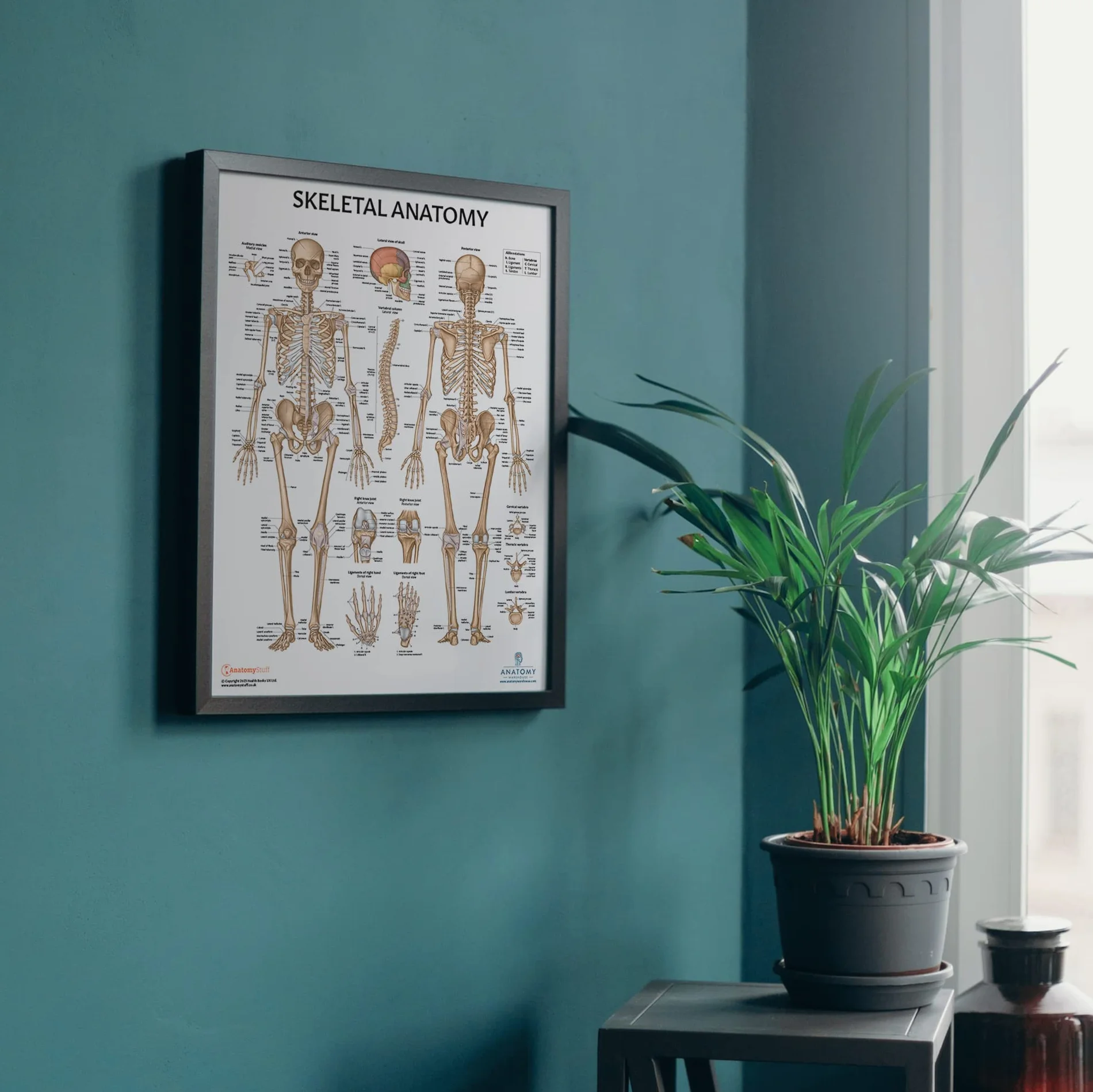 Anatomy Lab Confezione da 4 poster di anatomia umana muscoloso, scheletrico, legamenti delle articolazioni e nervi spinali, laminati, anatomia e fisiologia, 43 x 57 cm, confezione da 4