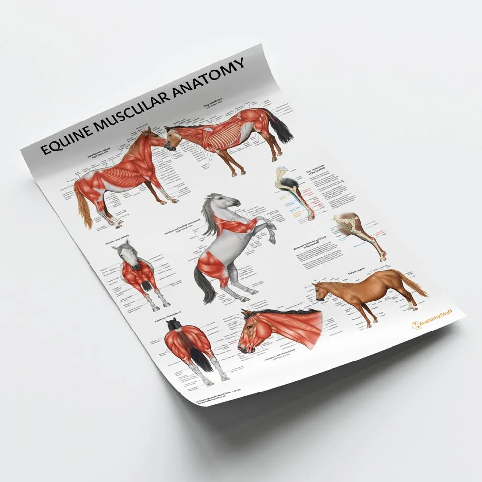 Poster di anatomia muscolare equina, 45 x 60 cm, 45 x 60 cm, illustrazione del sistema muscolare del cavallo, diagramma veterinario, grande muscoloso degli animali