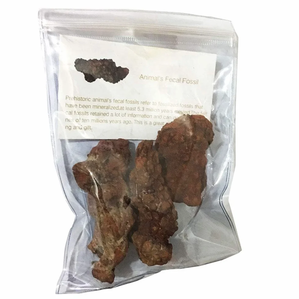 Coprolite Autentica pietra minerale fossilizzata preistorica naturale, esemplare di letame, lunghezza 5,1-10,2 cm, dinosauro coprolite feci, traccia feci fossili (scheda informativa inclusa)