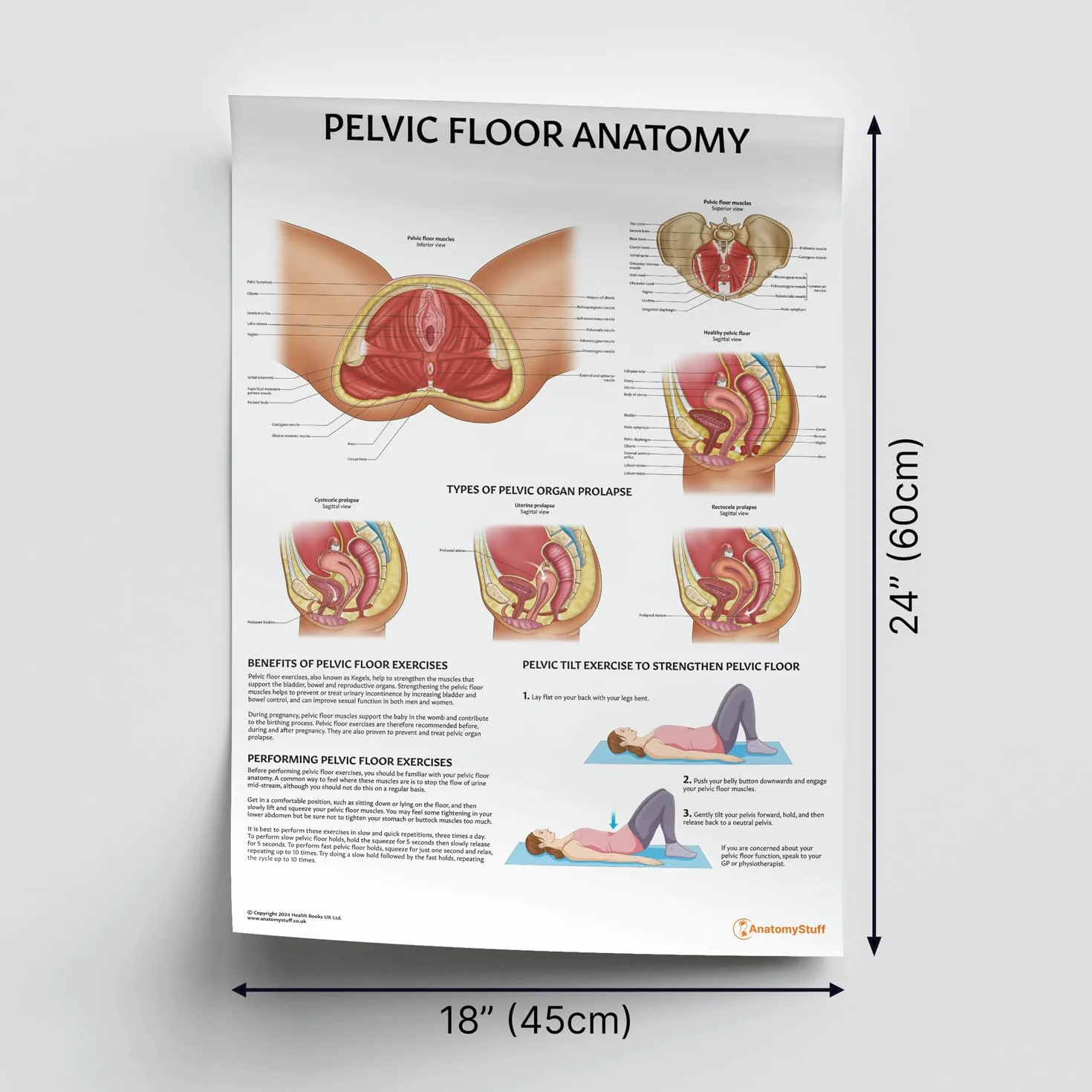 AnatomyStuff - Poster/Carta Anatomia del Pavimento Pelvico 45x60cm, 18 x 24 pollici, Anatomia Ginecologica, Anatomia Femminile, Rafforzamento del Pavimento Pelvico