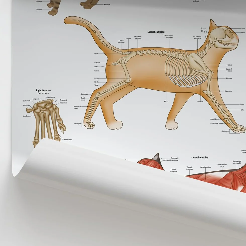 Poster di anatomia felina, 45 x 60 cm, anatomia del gatto, clinica veterinaria, sistema scheletrico e muscolare, illustrazioni veterinarie