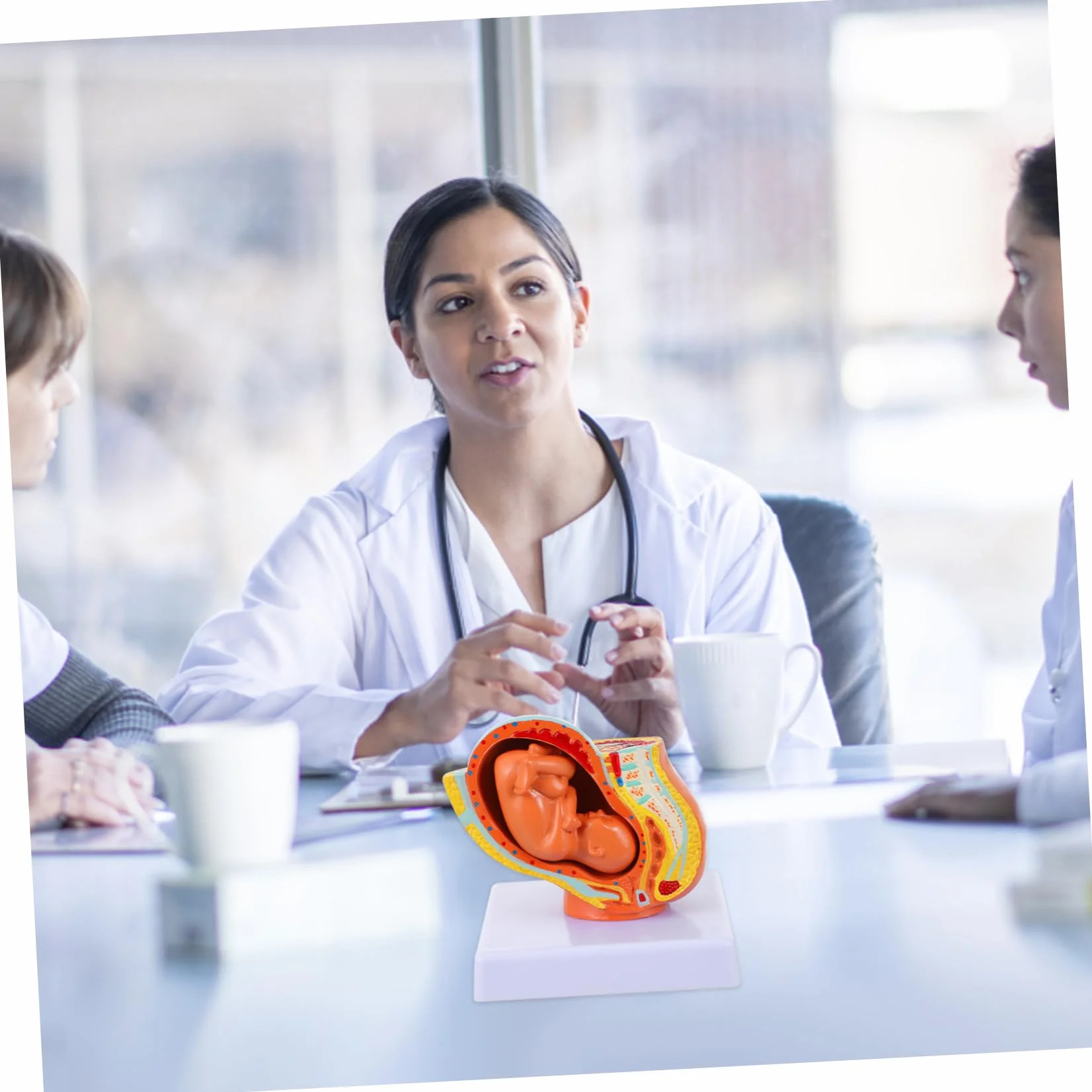 Amosfun Modello Fetale a Termine in Utero Femminile in PVC, 9 Mesi, per Insegnamento in Scuole di Fisiologia, Studenti