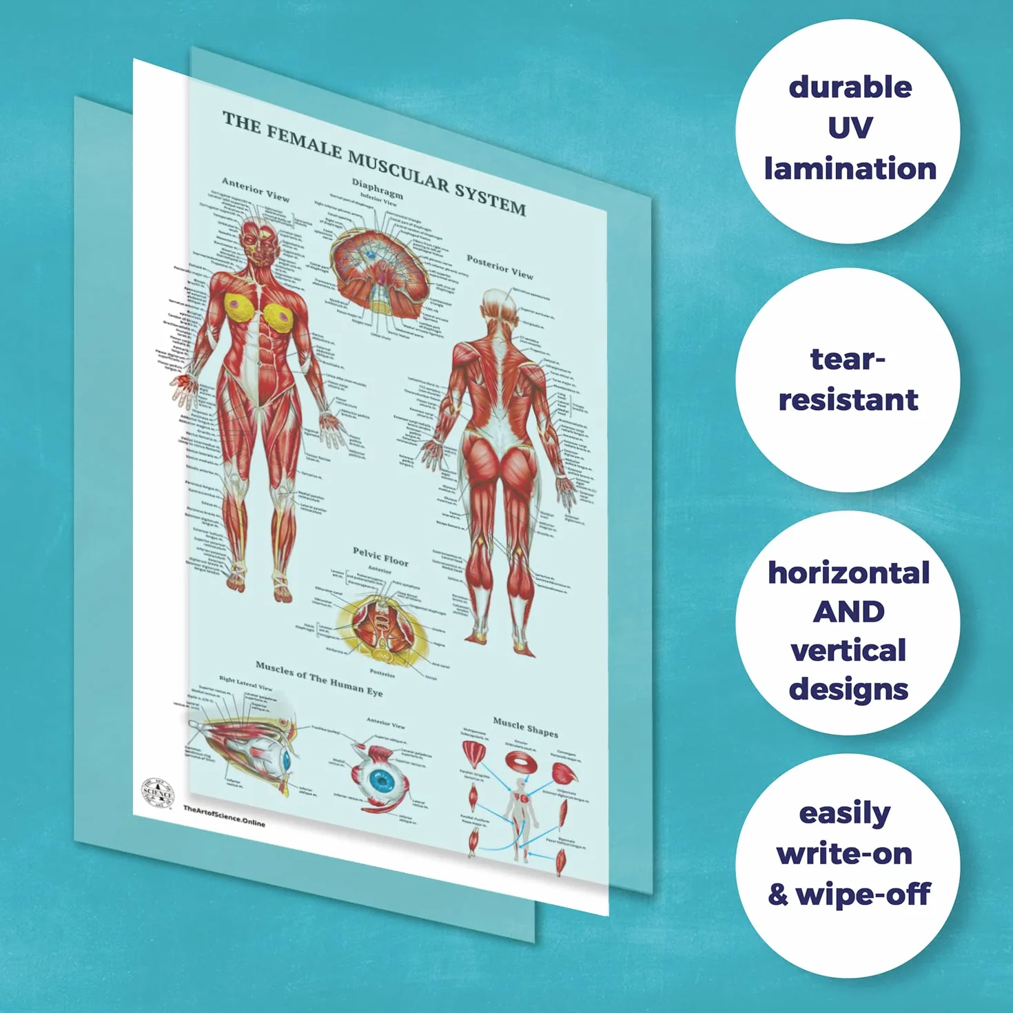 12 poster di anatomia umana - Poster medici, circolatorio, scheletrico, maschile, femminile, muscoloso, linfatico, riproduttivo, nervoso, digestivo, endocrino, sistemi respiratori, modelli, scienza