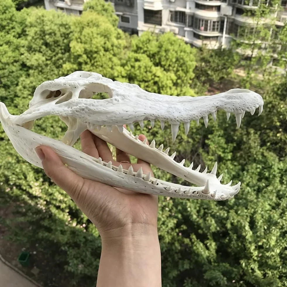 Arte di Cranio Coccodrillo Reale, Campione di tassidermia di Grande Cranio per Animali Science Education/Collectibles Study/Home & Office Decor, (Color : 25-30cm)