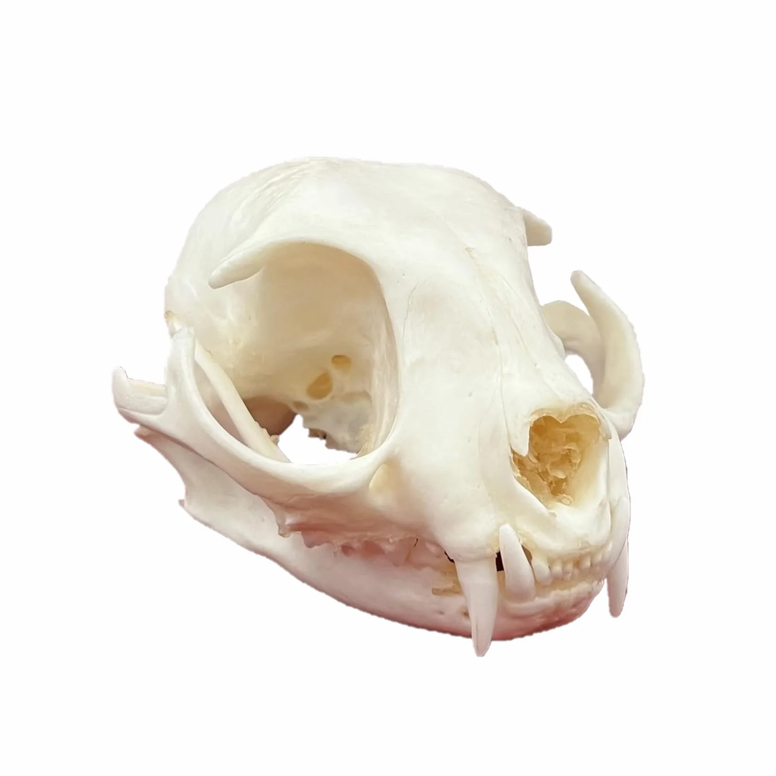 DRXRD Ossa Animali Tassidermie, Esemplare di Cranio Animale Naturale, Decorazione dello Scheletro dei Teschi in Resina, per l'educazione e l'insegnamento delle Scienze Cat Skull
