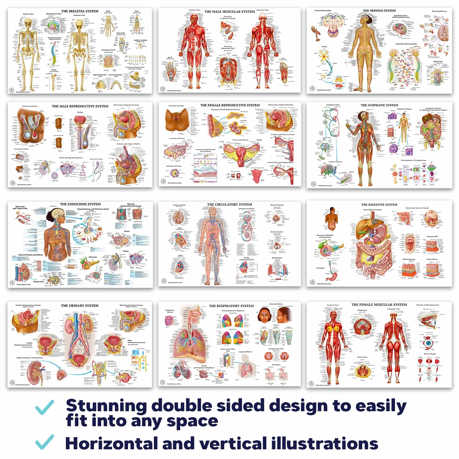 12 poster di anatomia umana - Poster medici, circolatorio, scheletrico, maschile, femminile, muscoloso, linfatico, riproduttivo, nervoso, digestivo, endocrino, sistemi respiratori, modelli, scienza