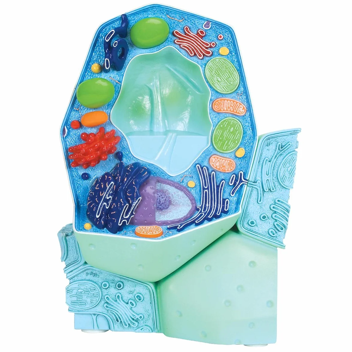 3B Scientific R05 Modello la Cellula Vegetale