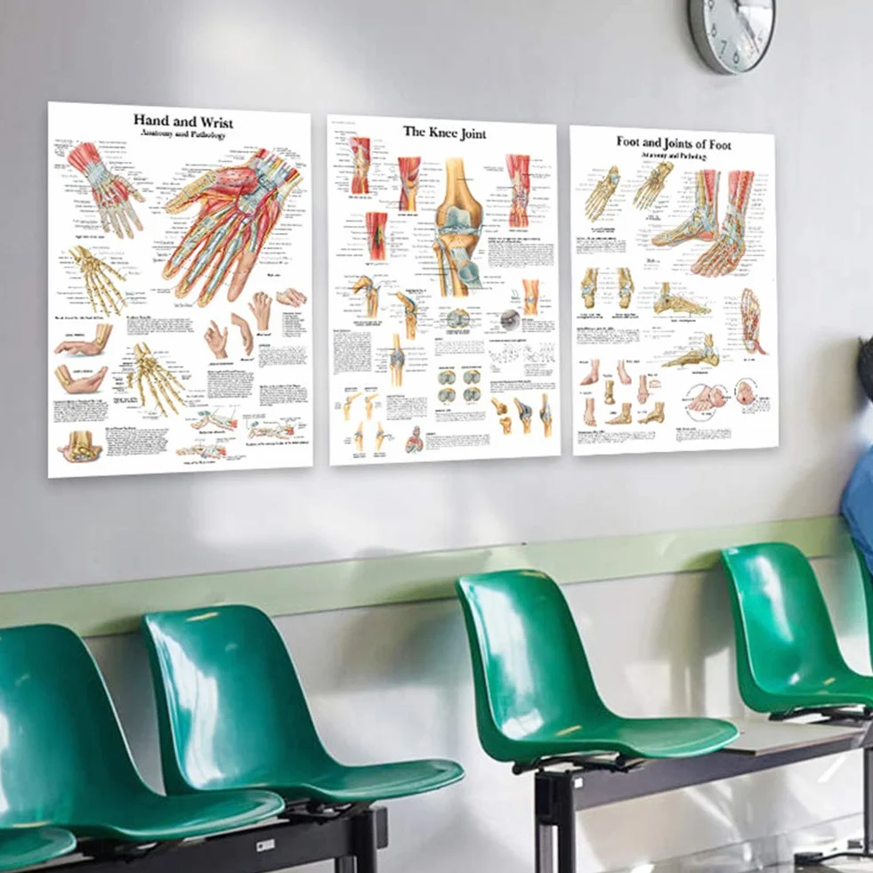 Sistema gastrointestinale Scienza Anatomia Poster per Pareti Medica Infermieristica Studenti Educativi Anatomici Organi Umani Muscoli Scheletrici Poster Grafico Medicina Malattia Mappa per gli
