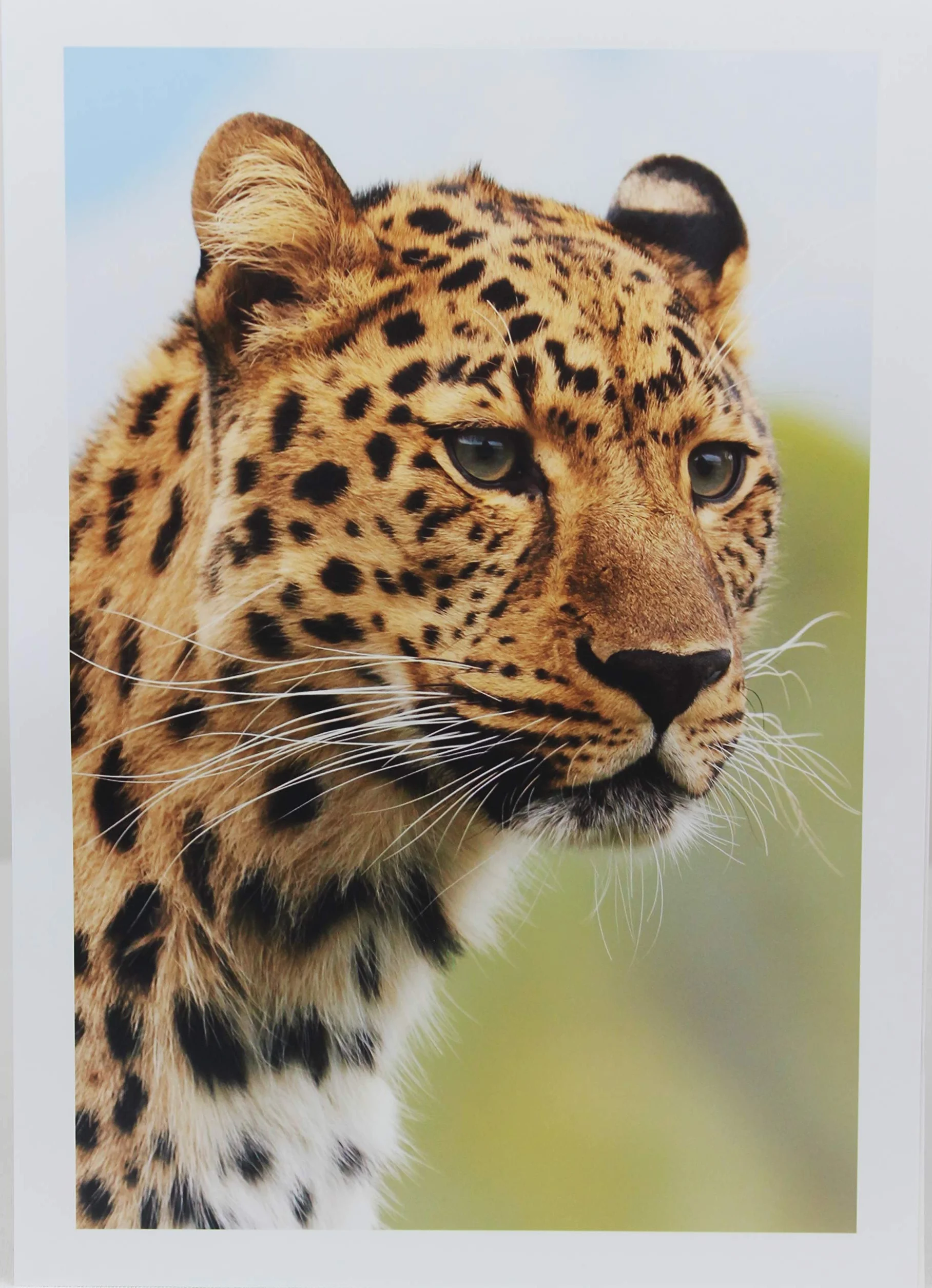 PPD A3 100 Fogli 180g Carta Fotografica Lucida Per Stampanti A Getto D’Inchiostro - PPD-41-100