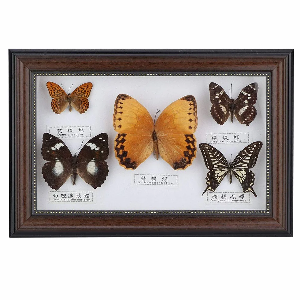 Esemplare di Farfalle, esemplari di Farfalle Vere esemplari di Insetti, 5 Pezzi di Farfalle per colleghi Amici(Black Frame)