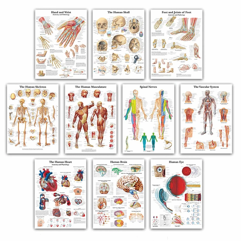 Sistema gastrointestinale Scienza Anatomia Poster per Pareti Medica Infermieristica Studenti Educativi Anatomici Organi Umani Muscoli Scheletrici Poster Grafico Medicina Malattia Mappa per gli