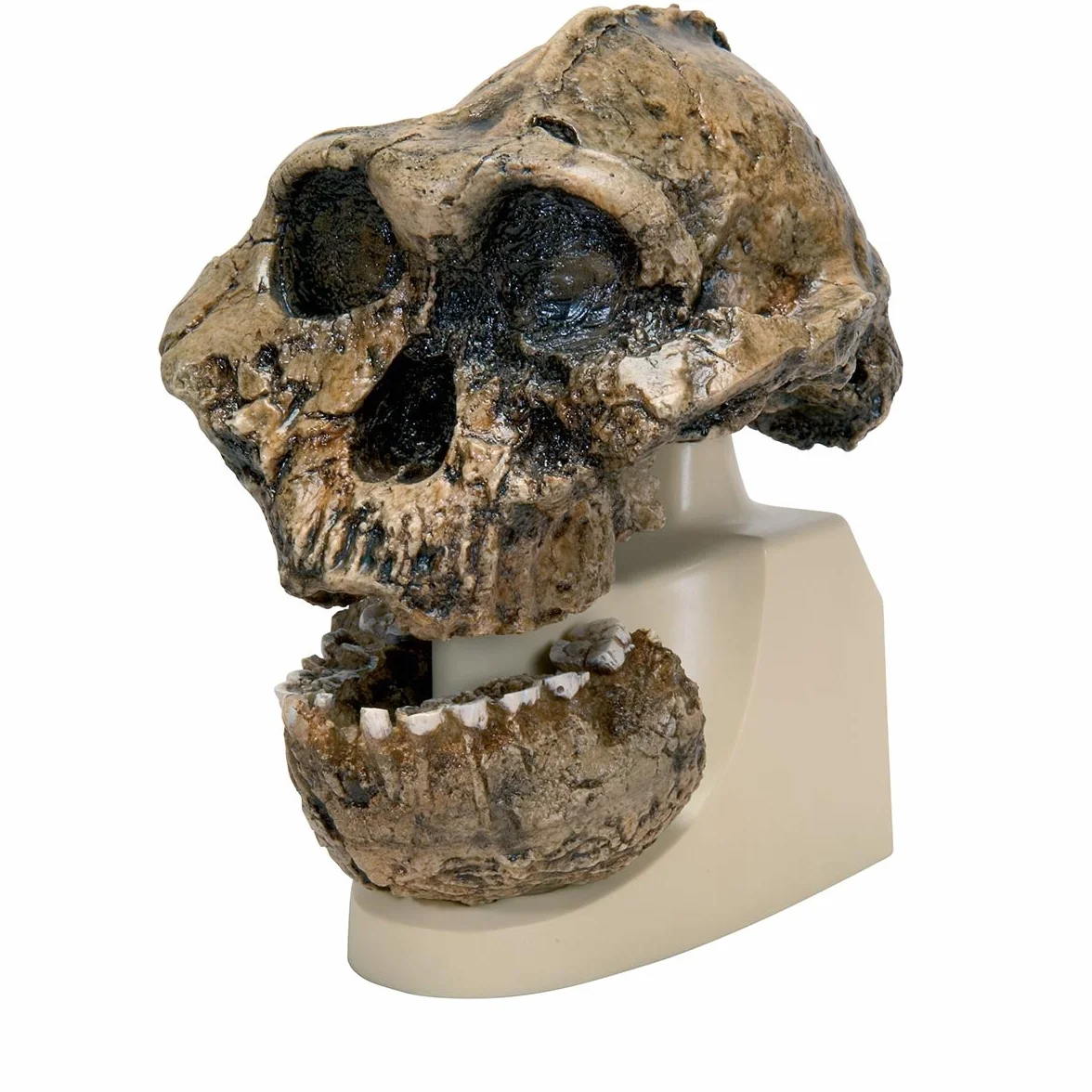 3B Scientific VP755/1 Replica di Cranio Australopithecus Boisei